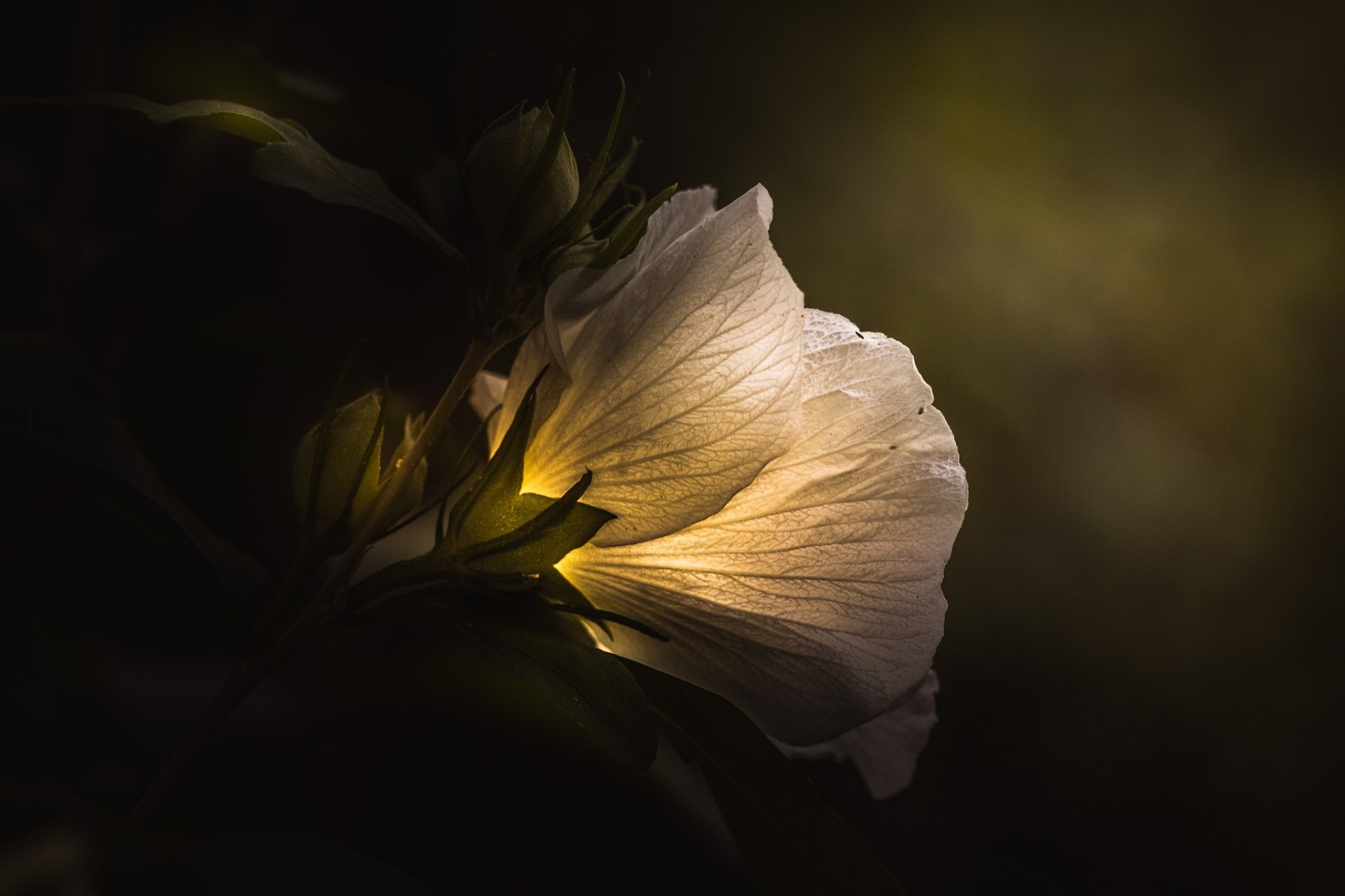 paul barson blume weiß licht kunst dunkel blumen grün makro stieg