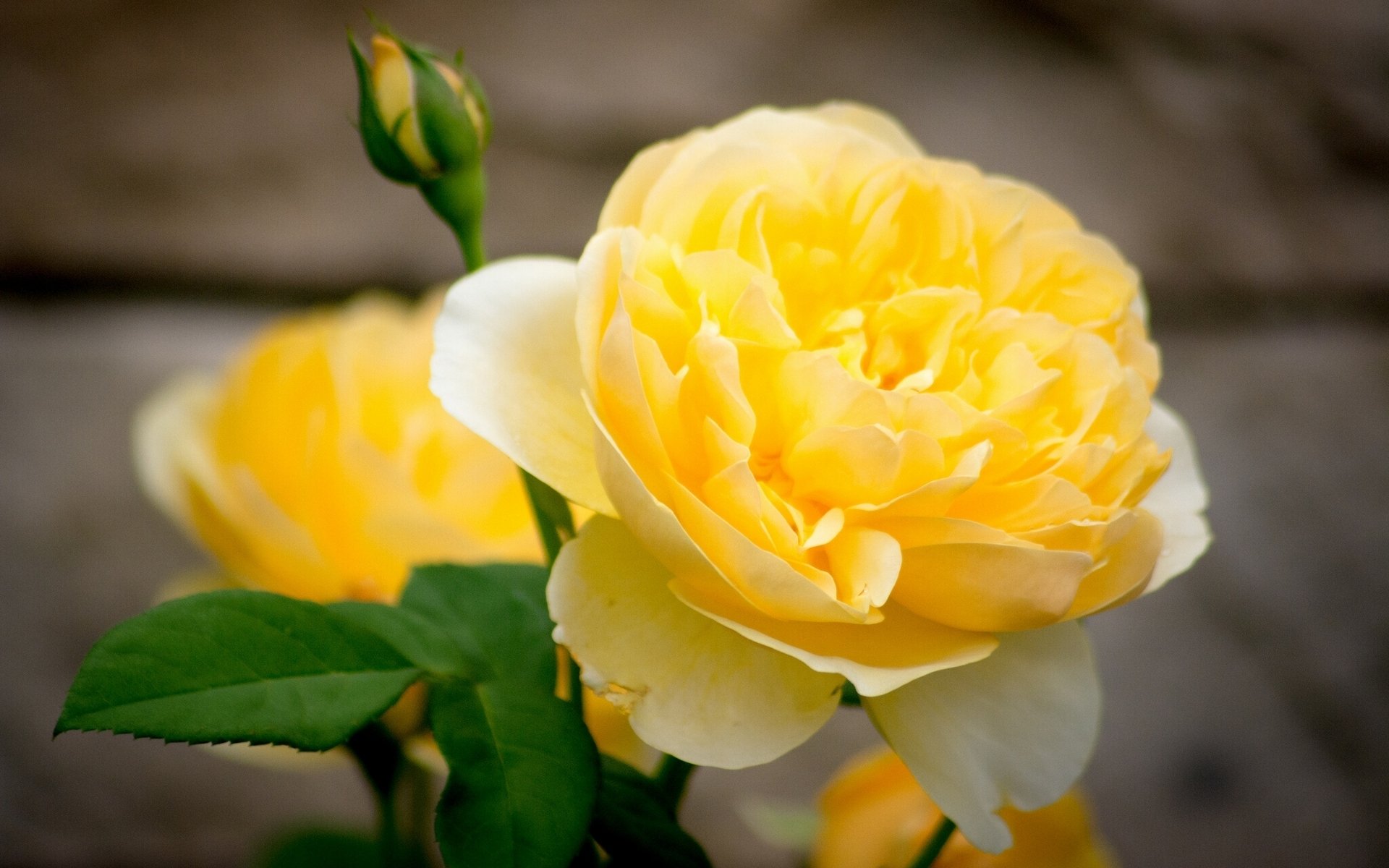 rosa gialla petali bocciolo macro