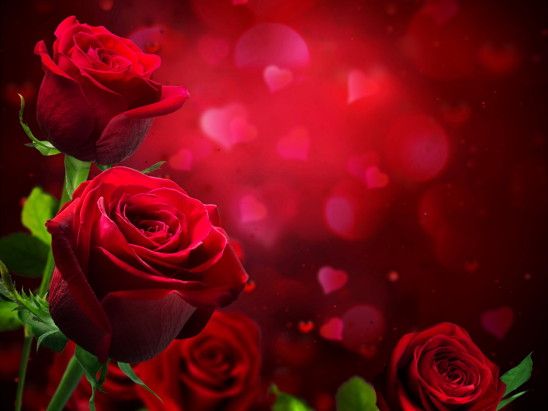 rosen weinrot blumen foto