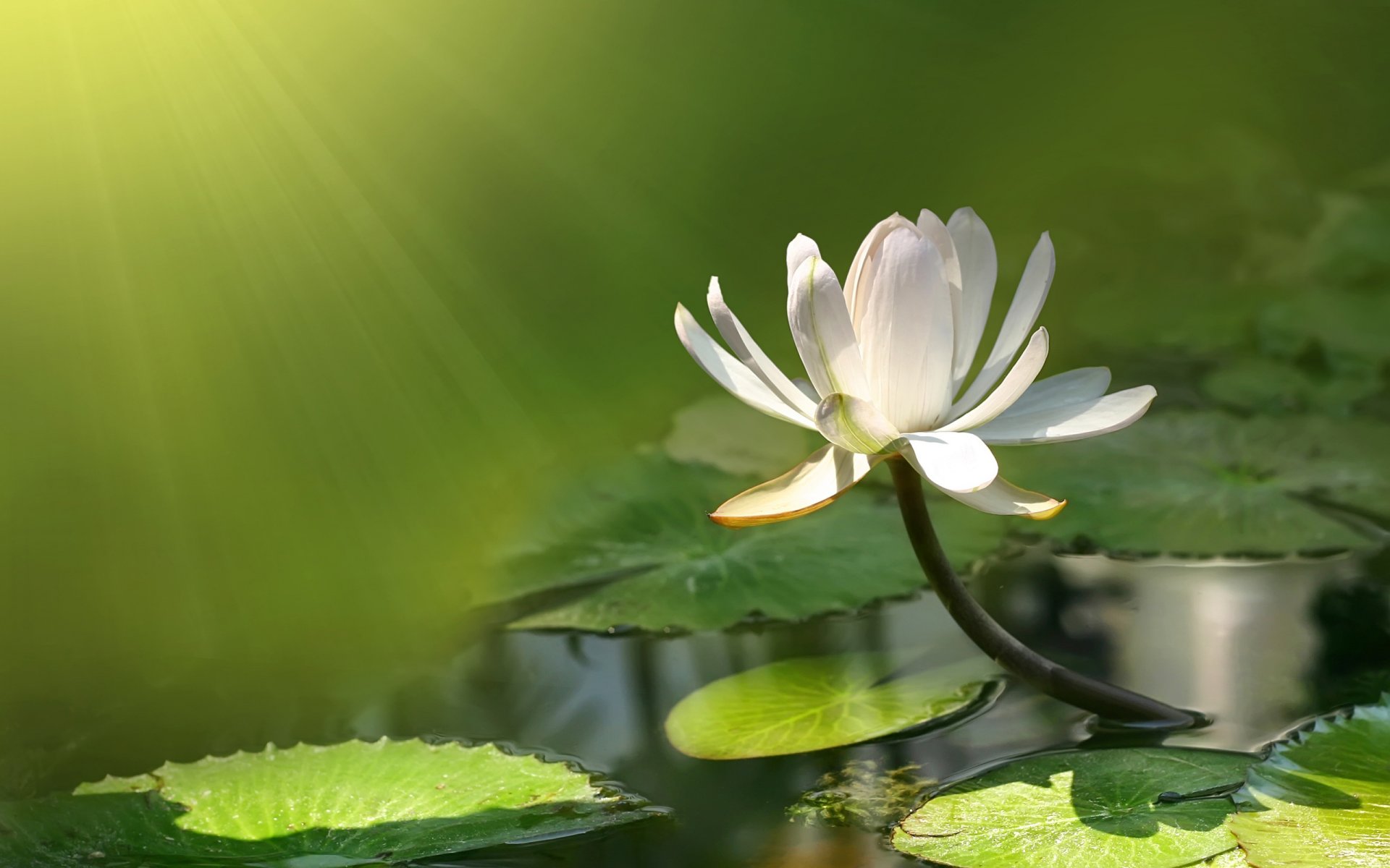 lotus nénuphar fleur eau livre étang