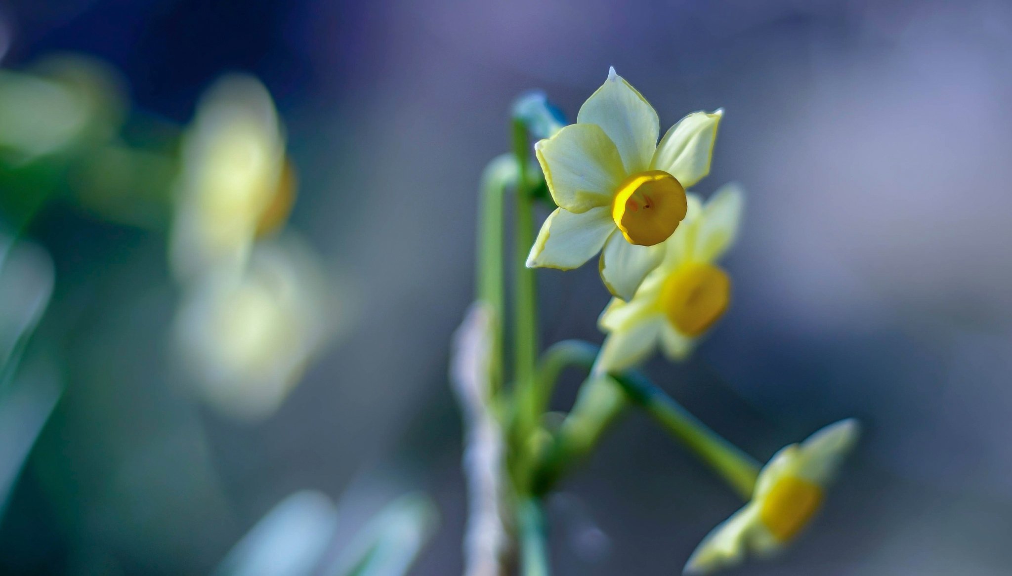 narcissus close up bokeh