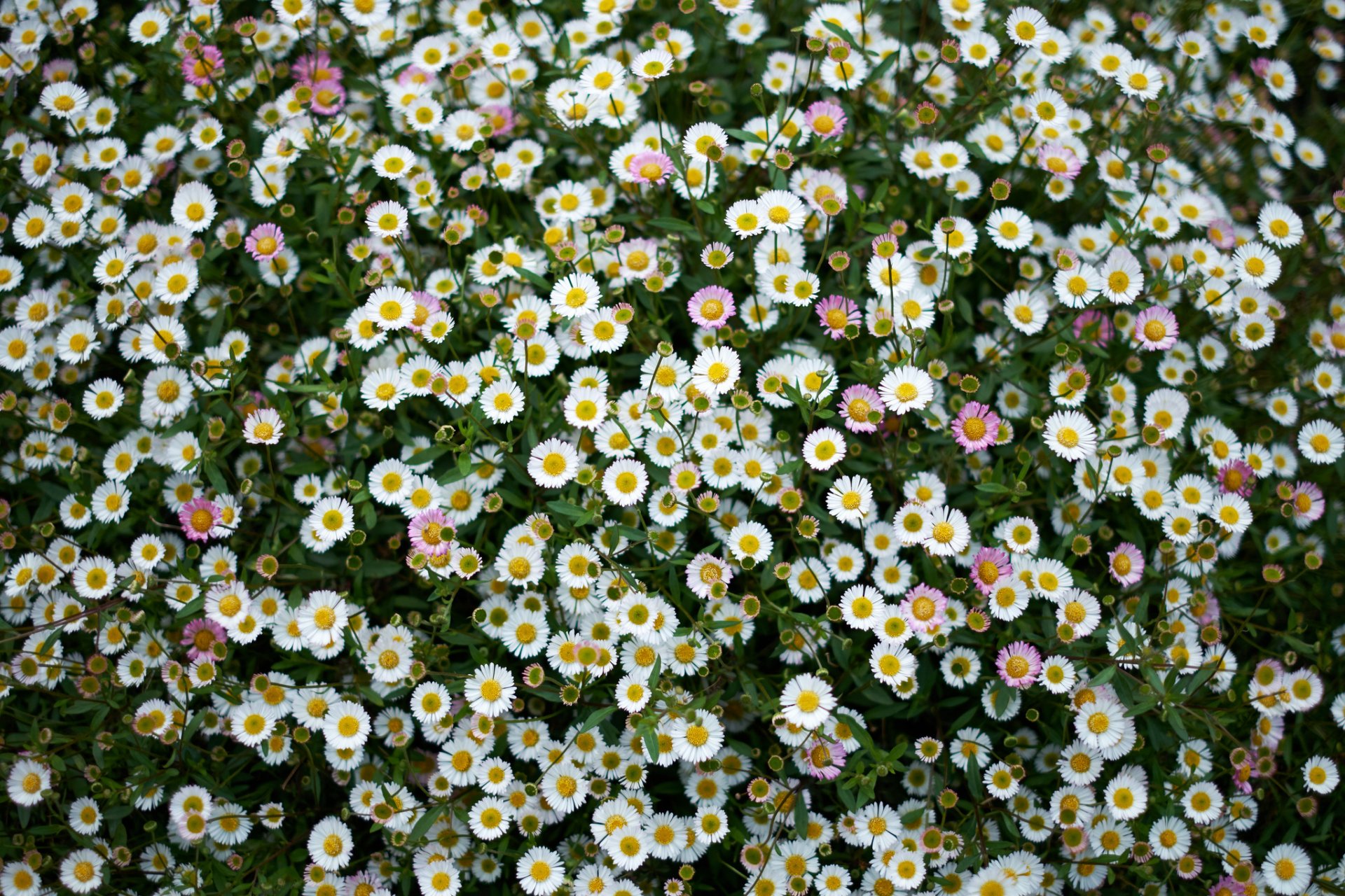 gänseblümchen wiese