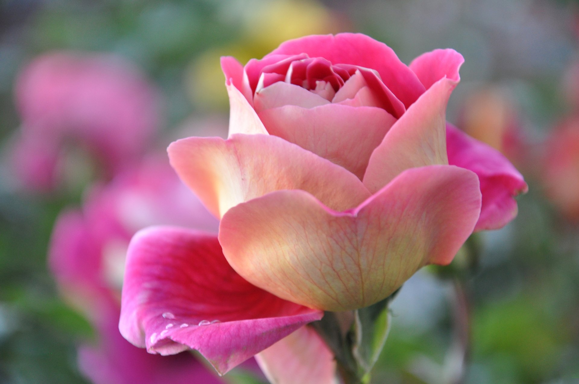 rose petals bud close up nature