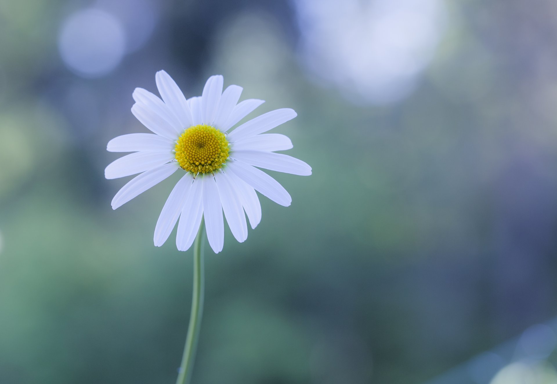 fiore bianco margherita abbagliamento sfondo