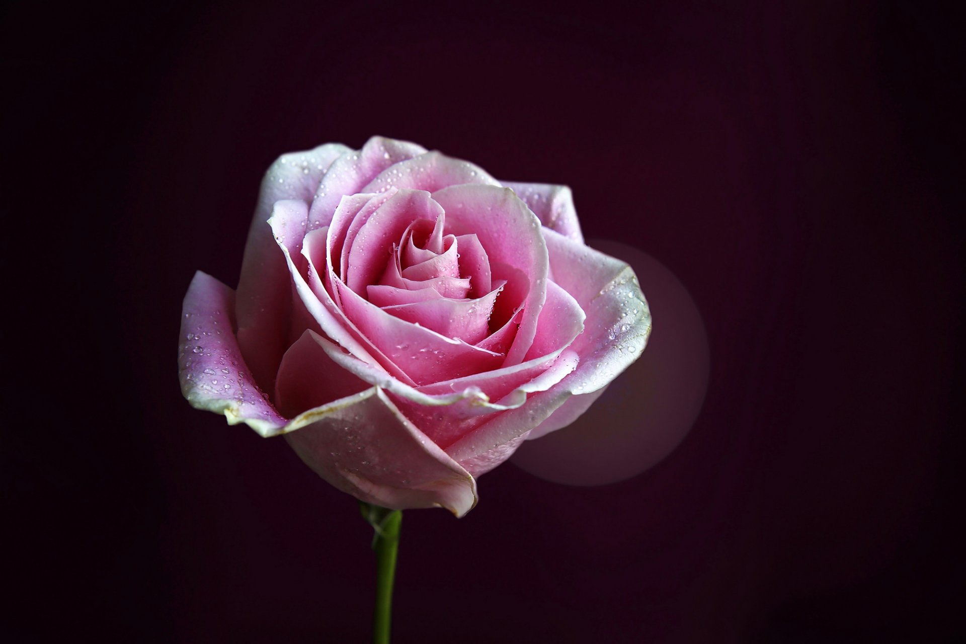 rosa rosa brote pétalos gotas tallo flor fondo