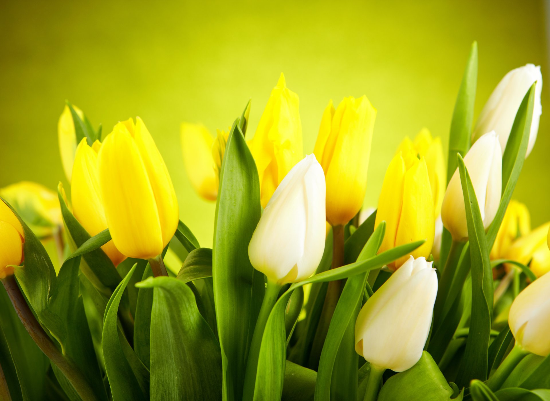 fiori tulipani bianchi gialli gemme foglie bianco giallo gemme
