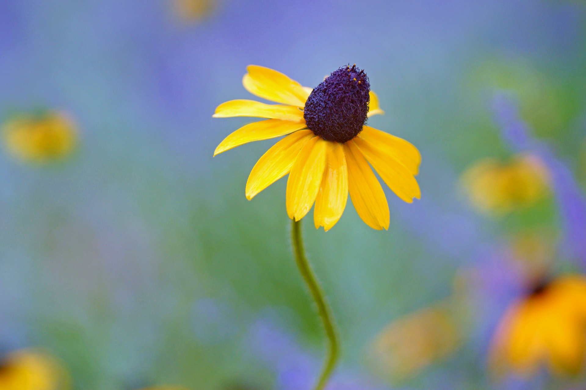 flower yellow rudbeckia background