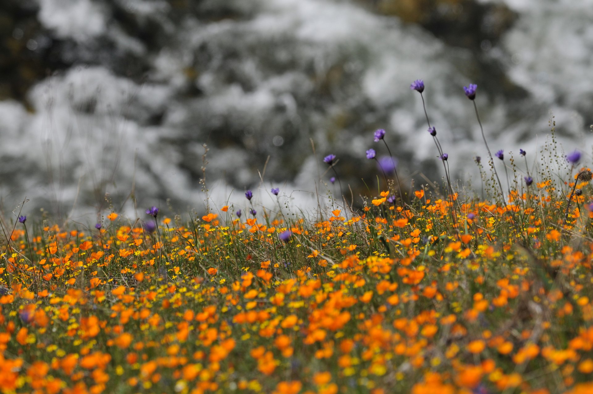 wildblumen natur blumen kornblumen flieder gelb