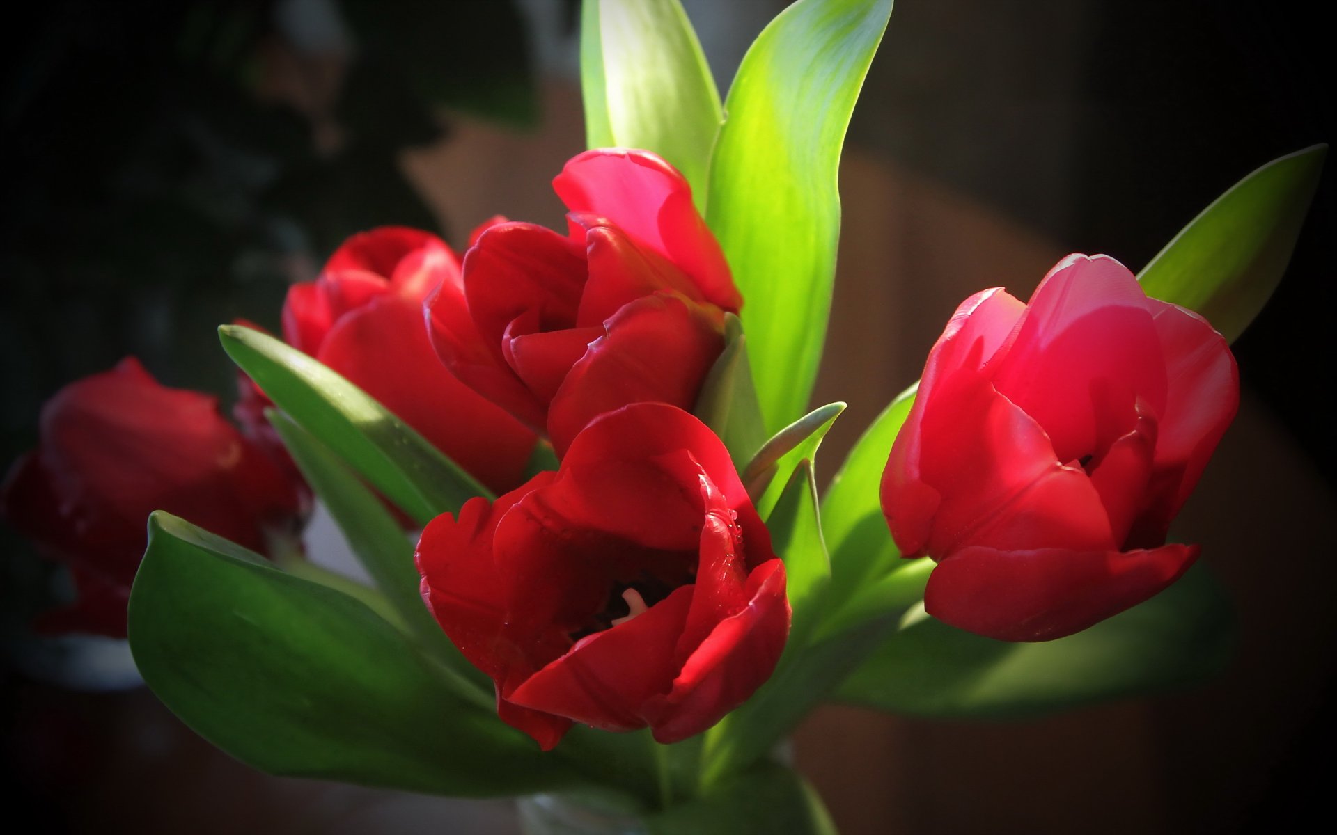 flower close up tulip