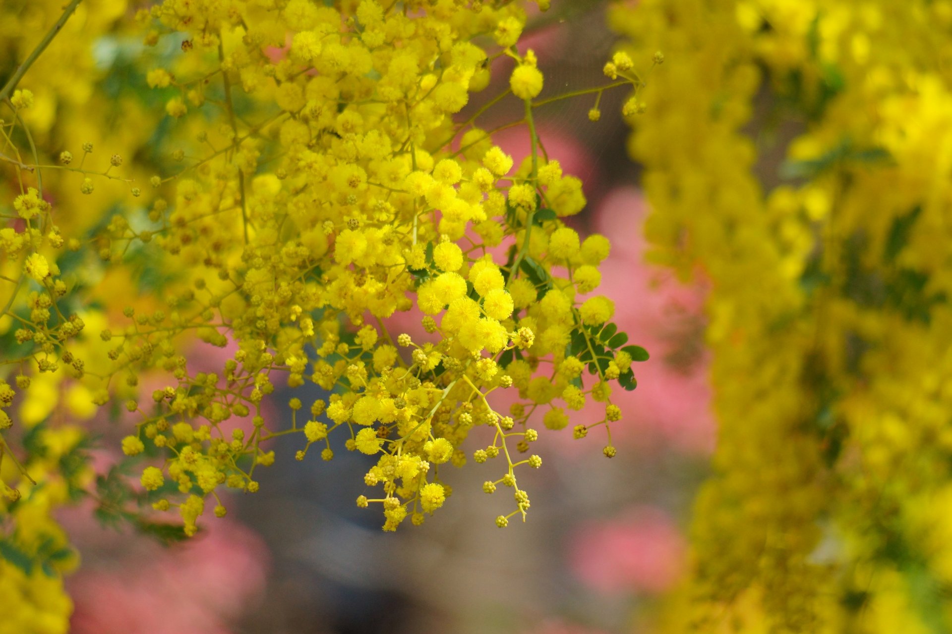 acacia arbre fleurs jaune floraison printemps