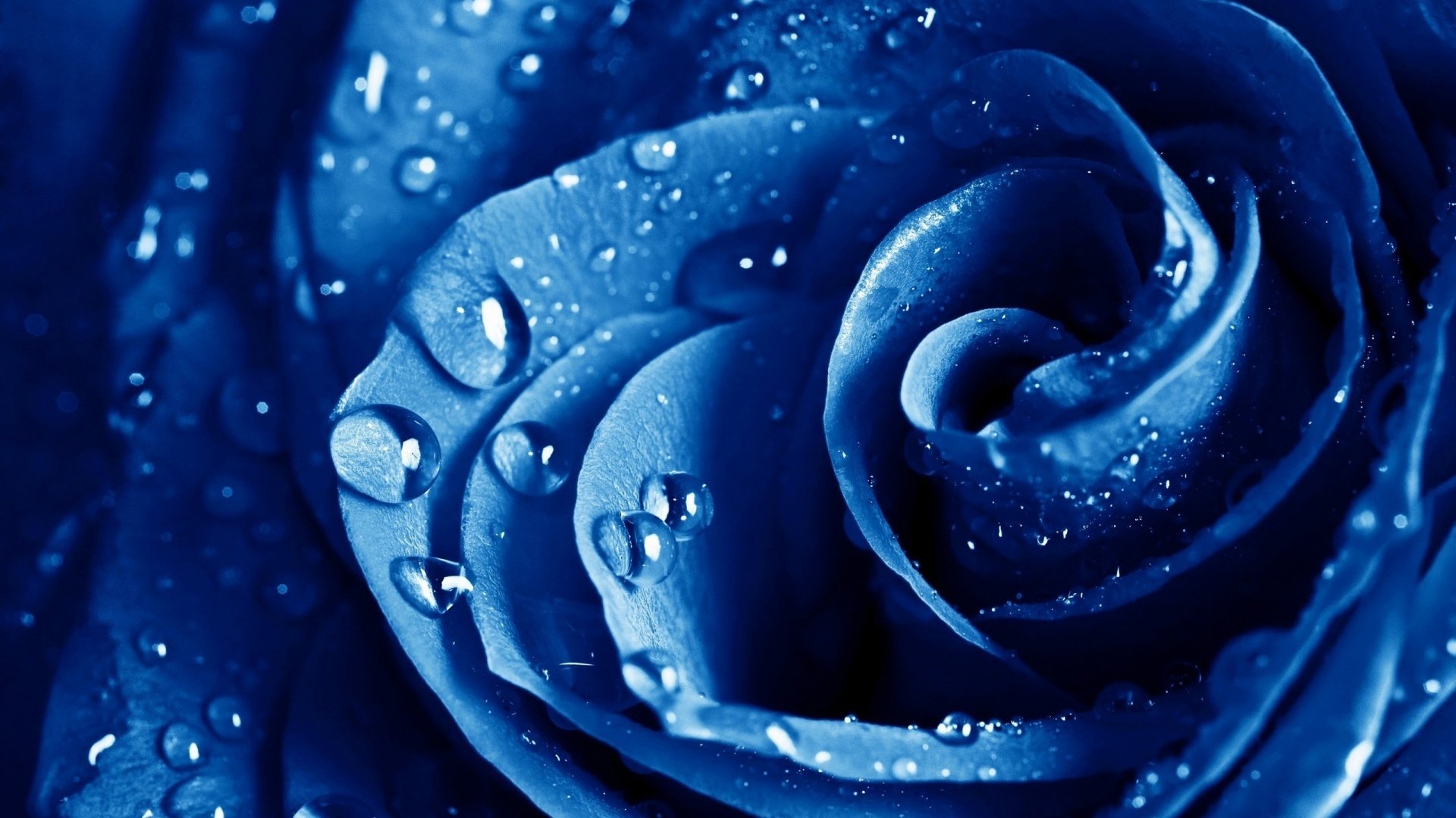 rose bleu gouttes