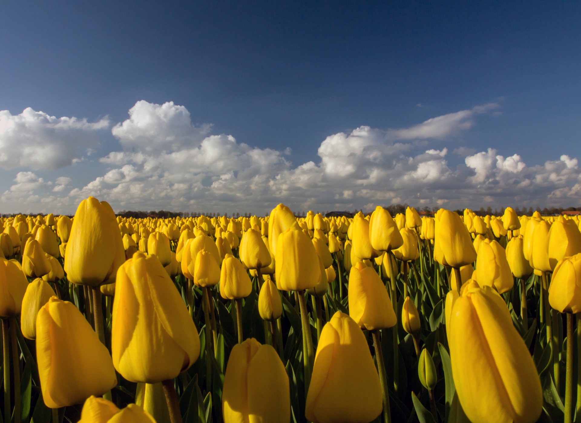 tulips yellow flower the field plantation