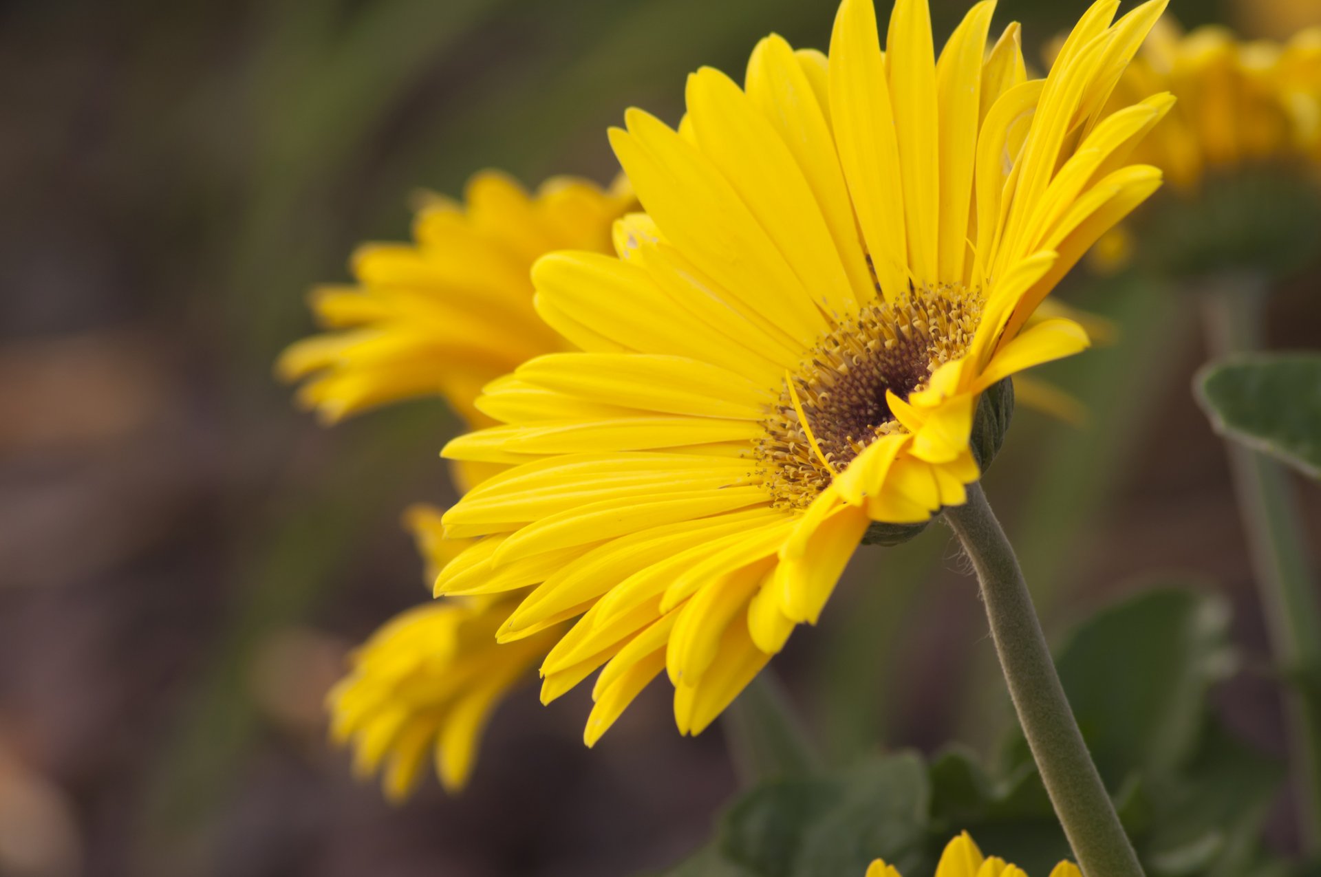 gerbera tige pétales