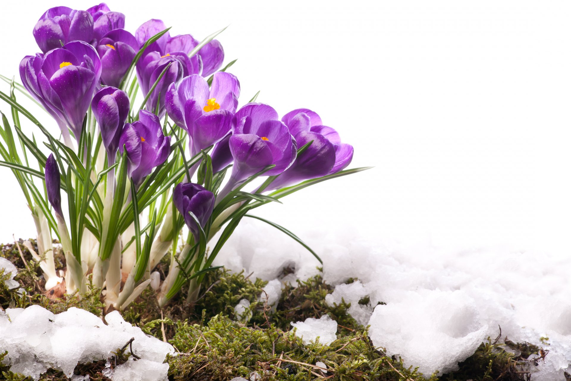 pring flower primroses crocus spring flower