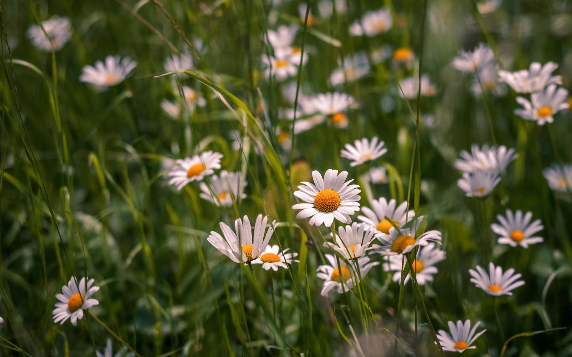 feld blumen weiß gänseblümchen