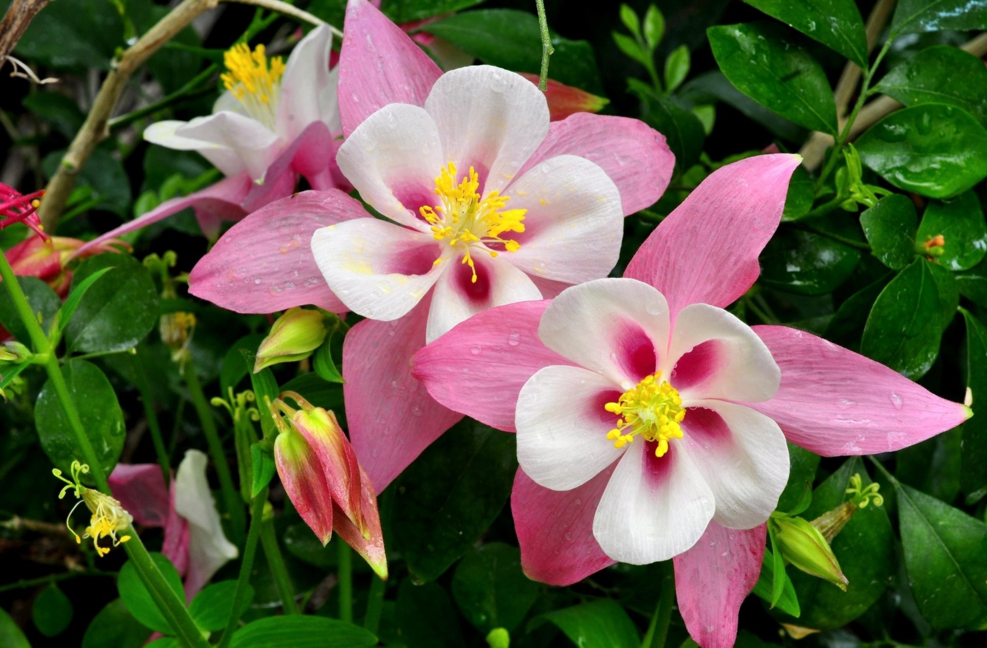 aquilegia aquile bacino idrografico fiori rosa gocce verde