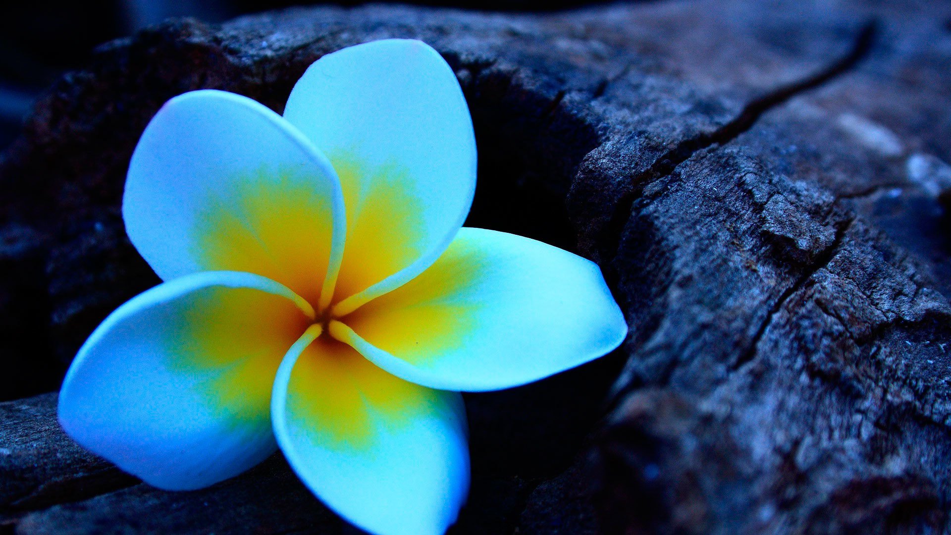 plumeria frangipani fiore legno
