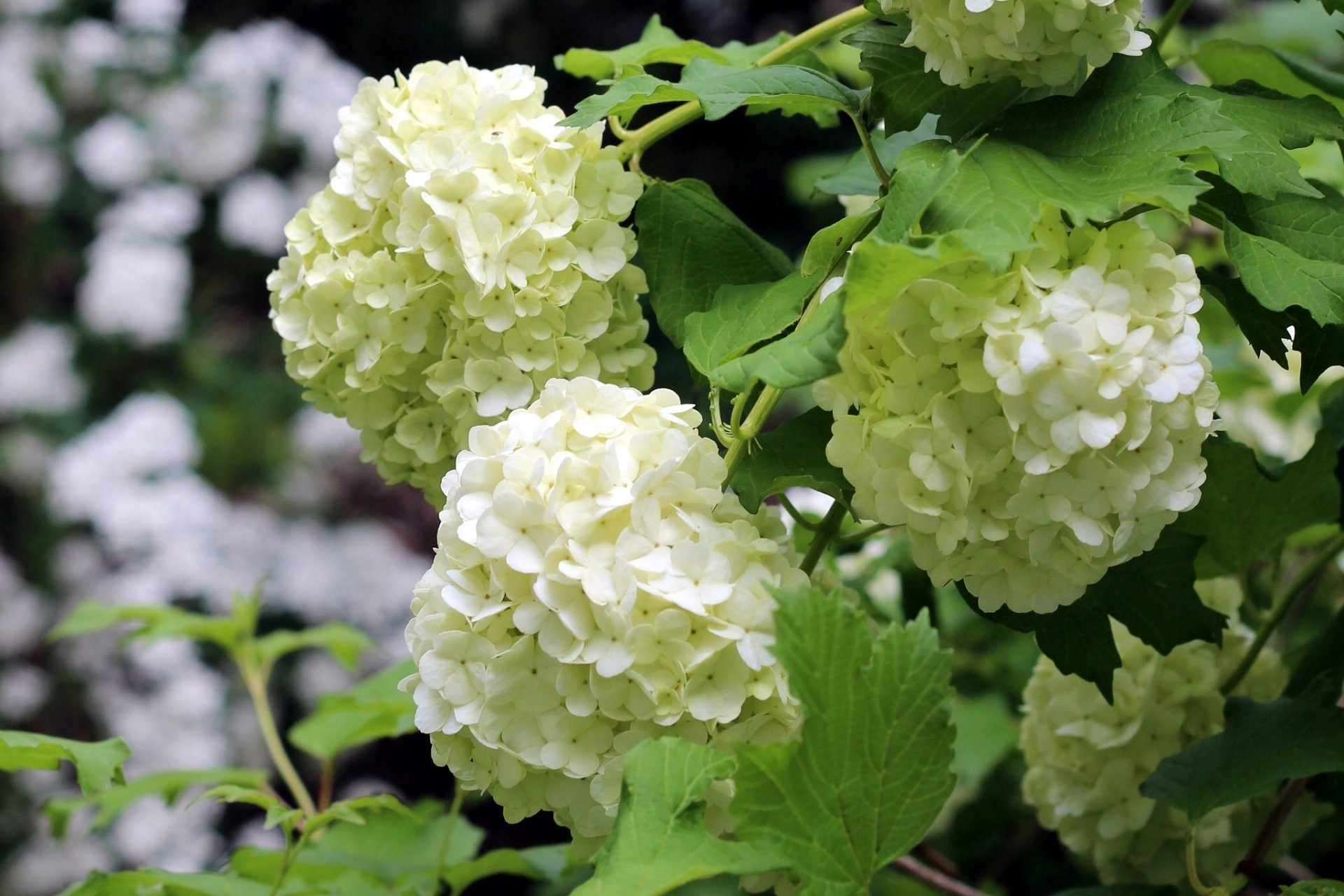 hortensie blütenstände makro