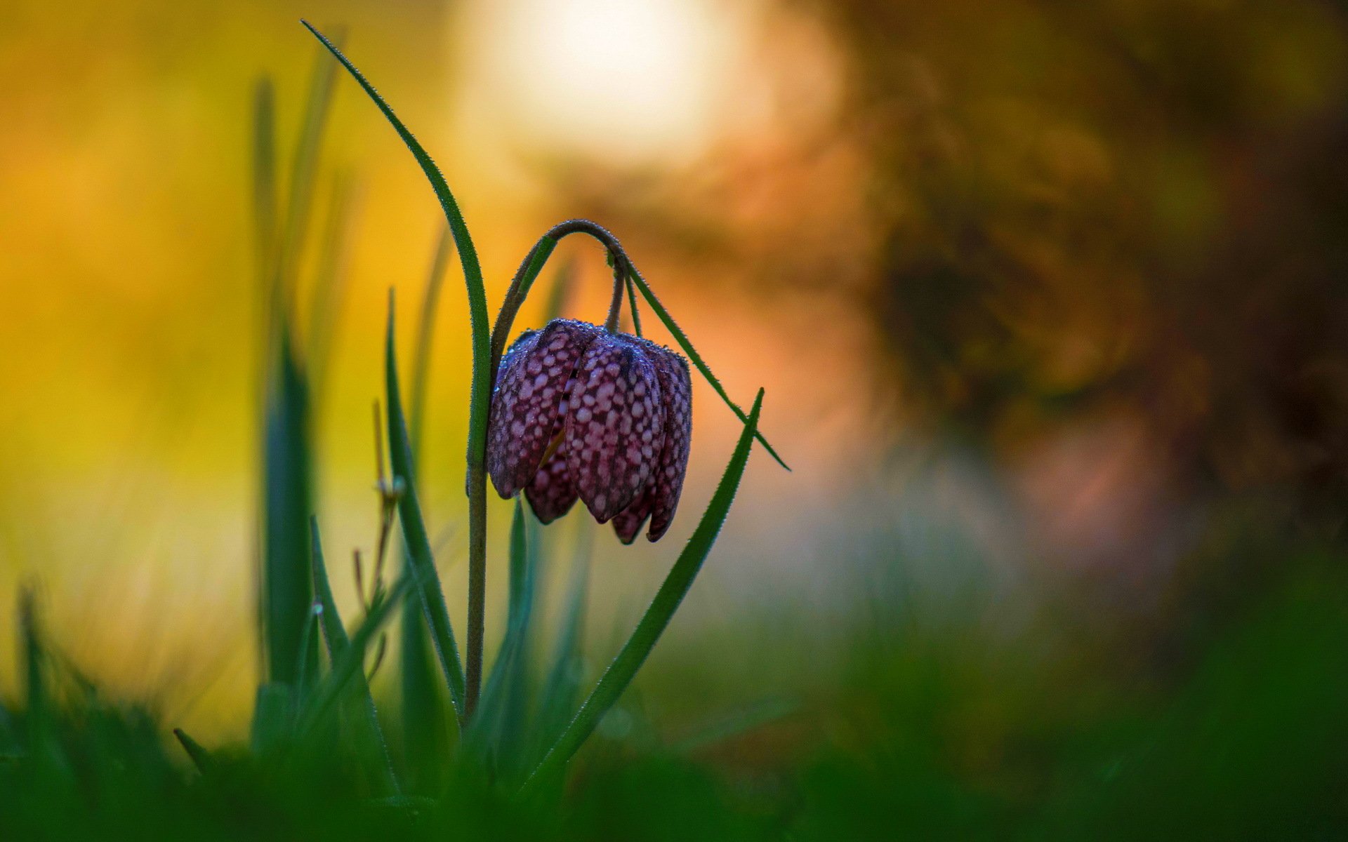 fritillaria meleagris fritillyariya chess drops rosa bokeh