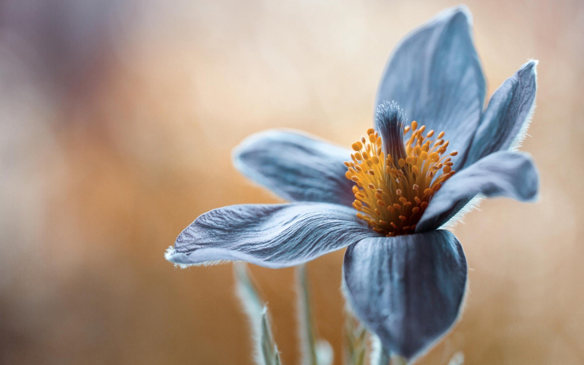 flower close up close to