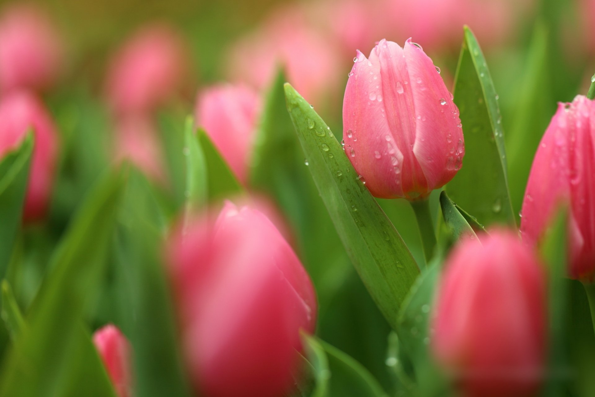 tulipanes brotes pétalos floración gotas