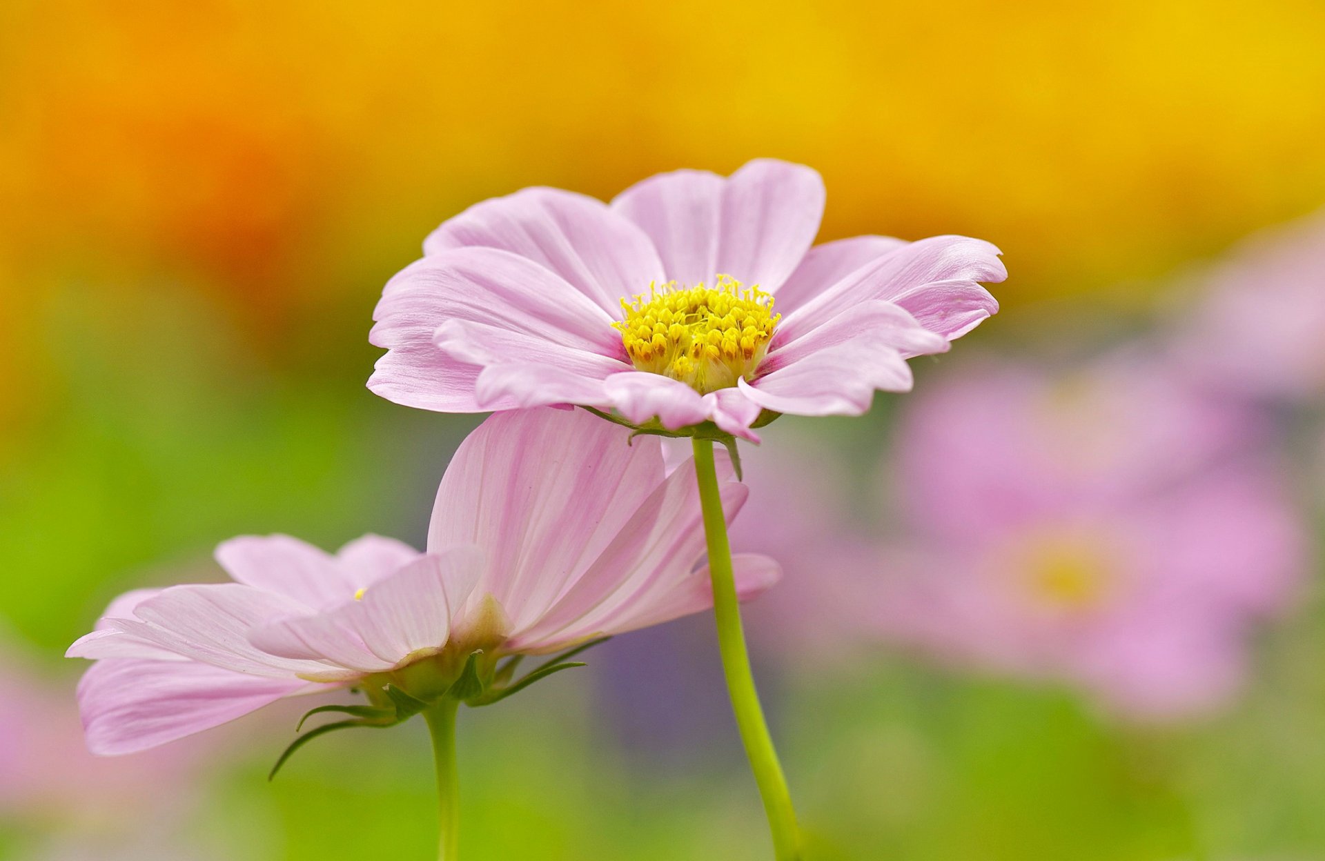 flores rosa cosmea fondo