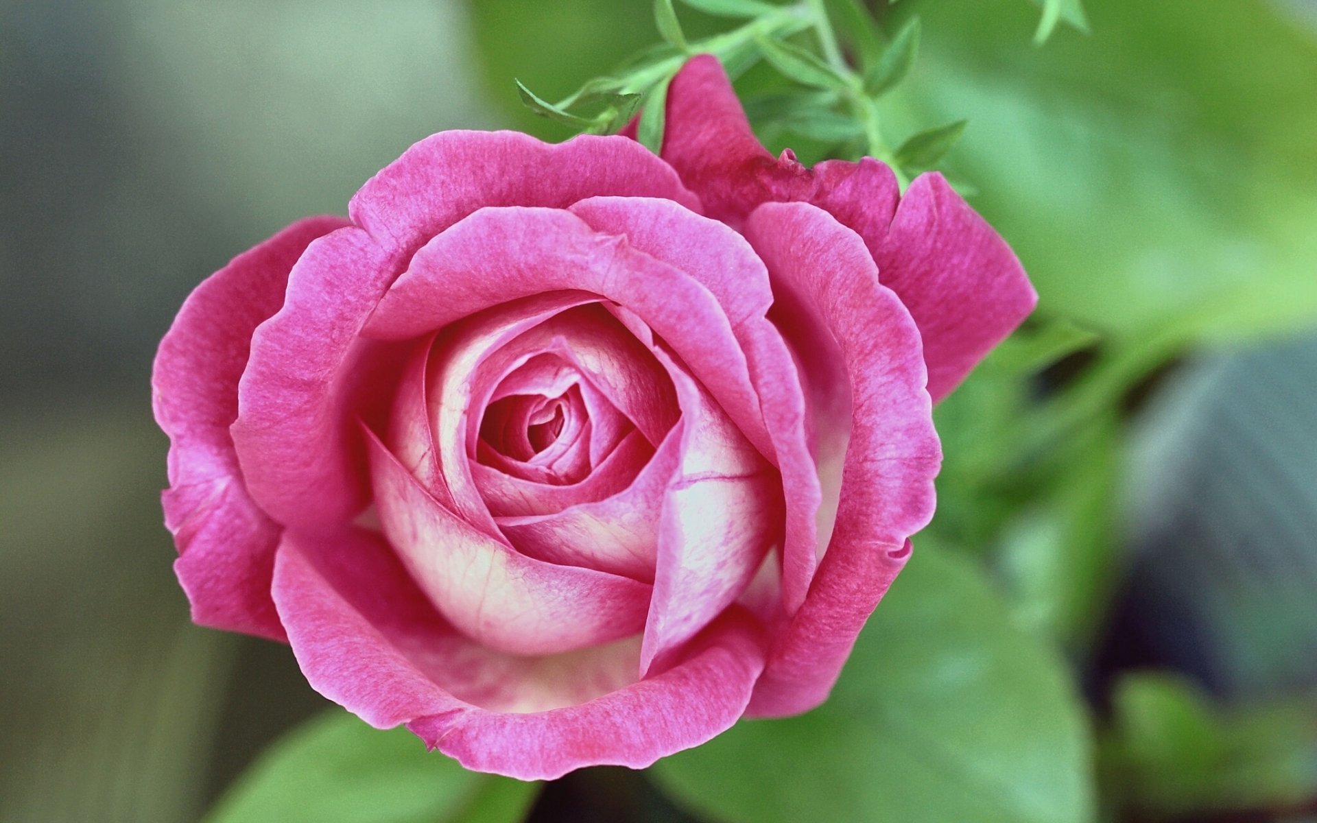 rosa bocciolo macro