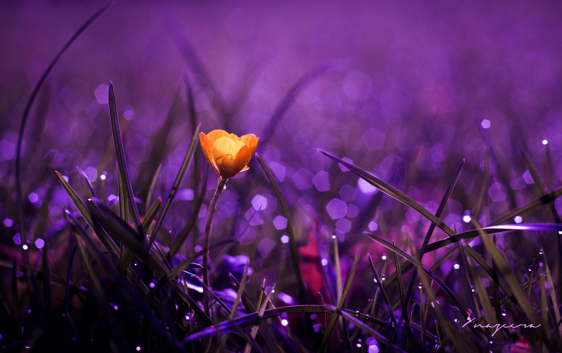 blumen makro natur blume gelb tau