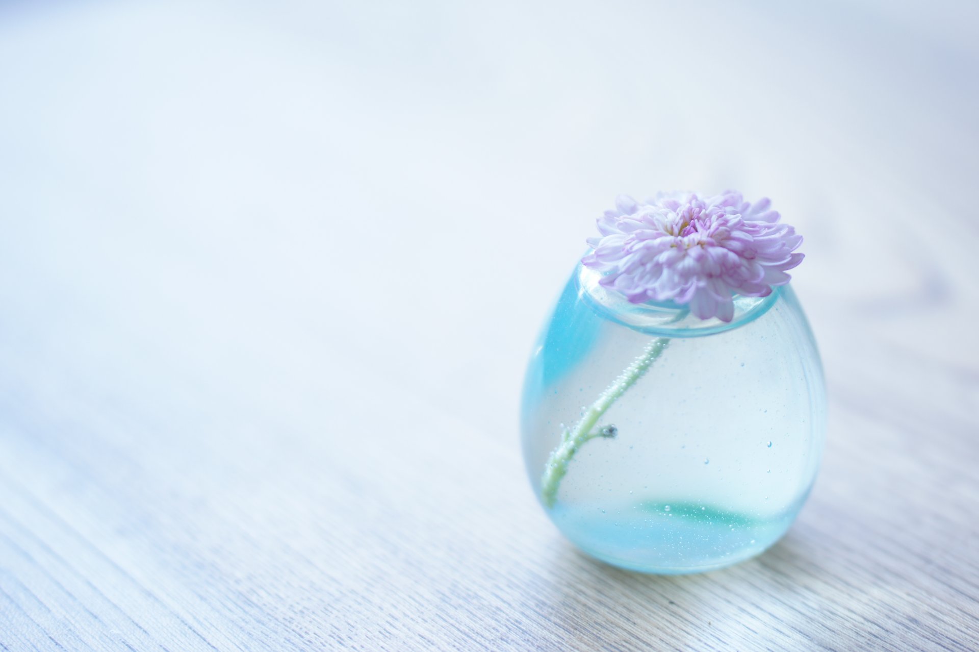flower vase water pink surface