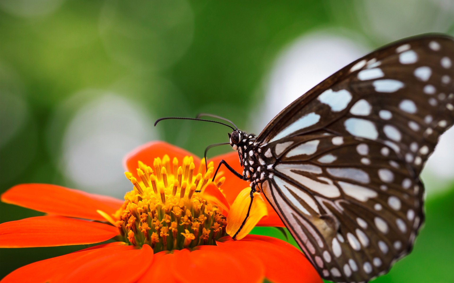 fleur mise au point papillon ailes moucheture orange insecte nature