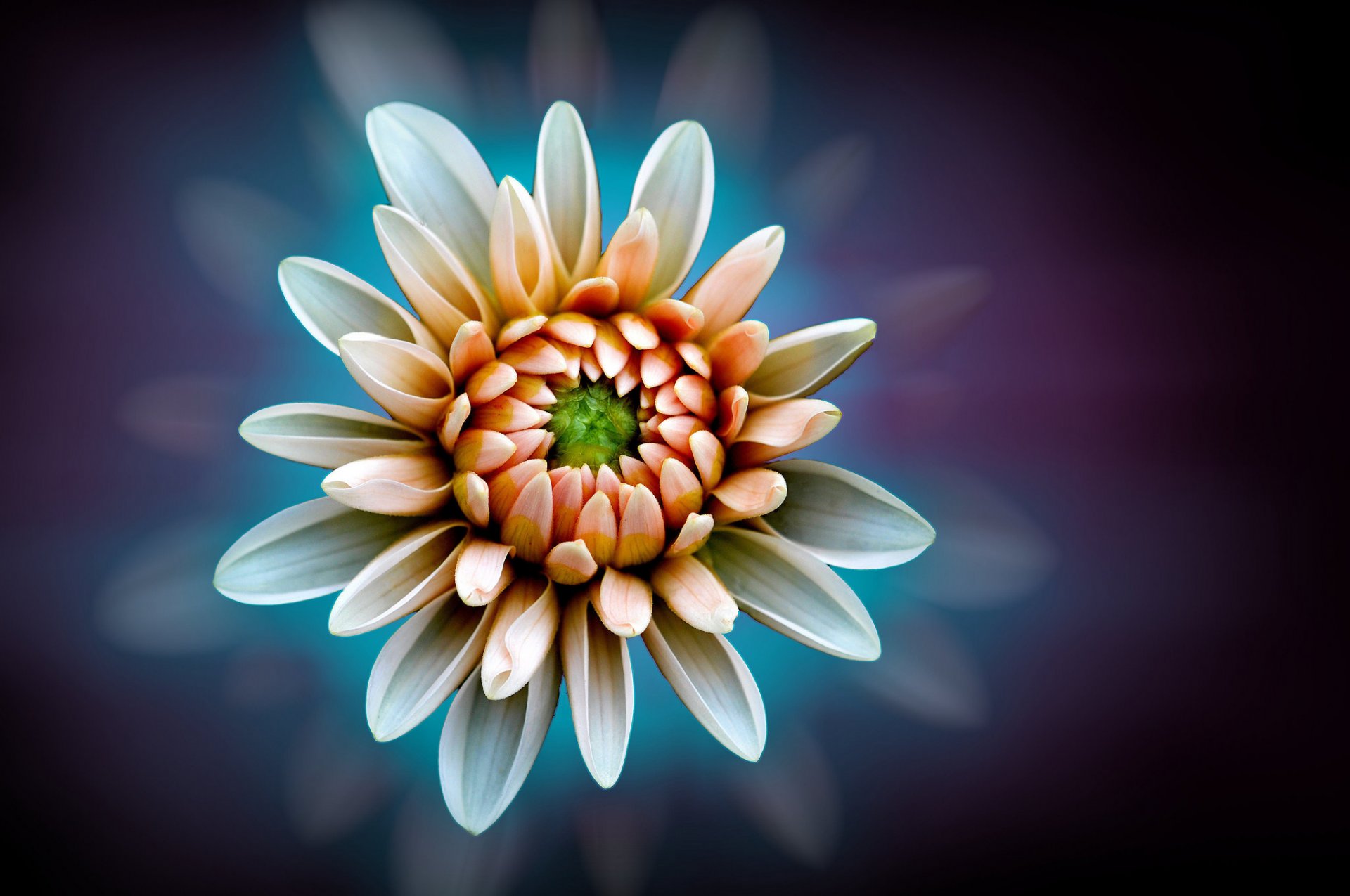 flower white-orange dahlia background