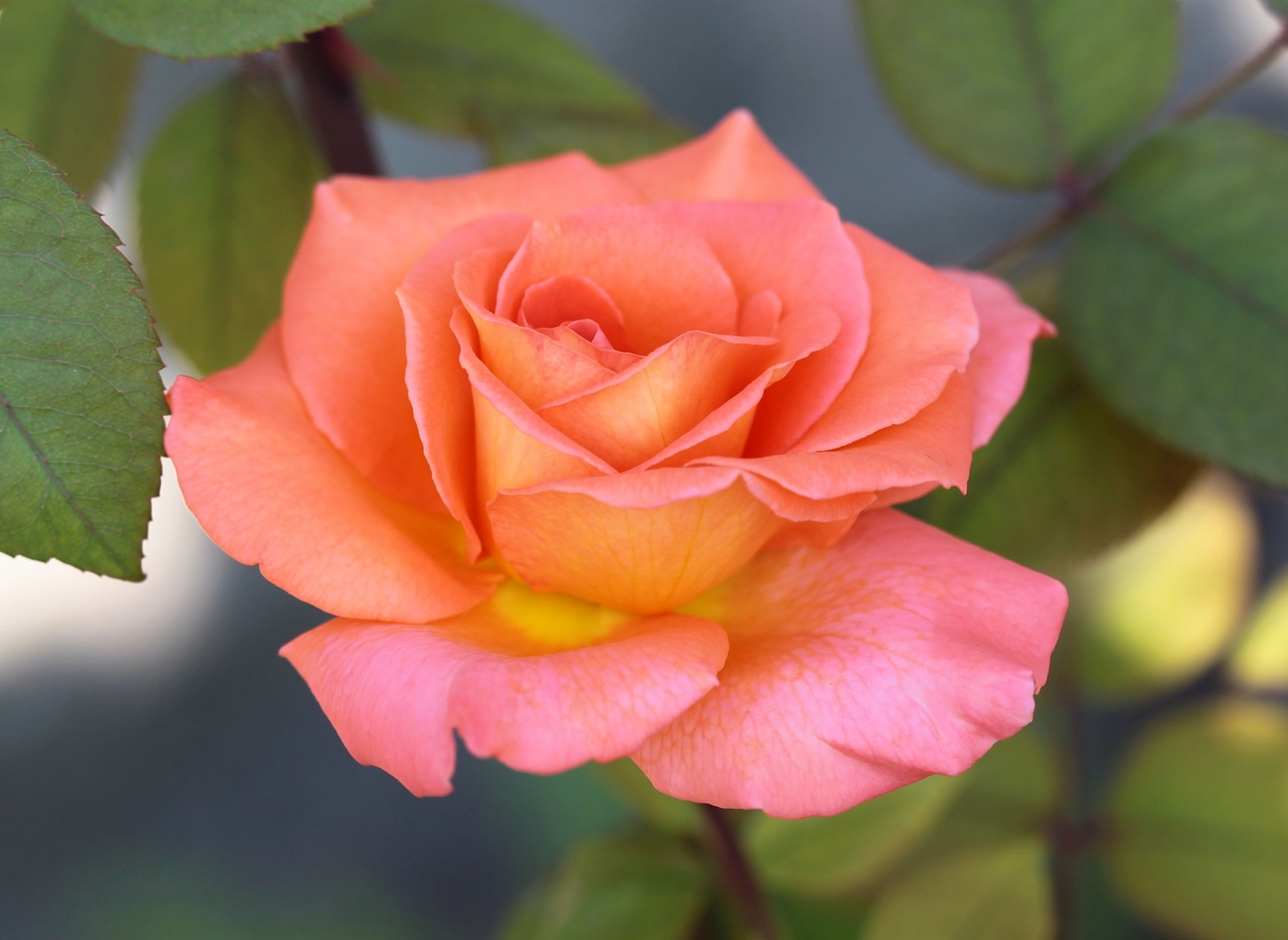 rose jaune-rose feuilles fond