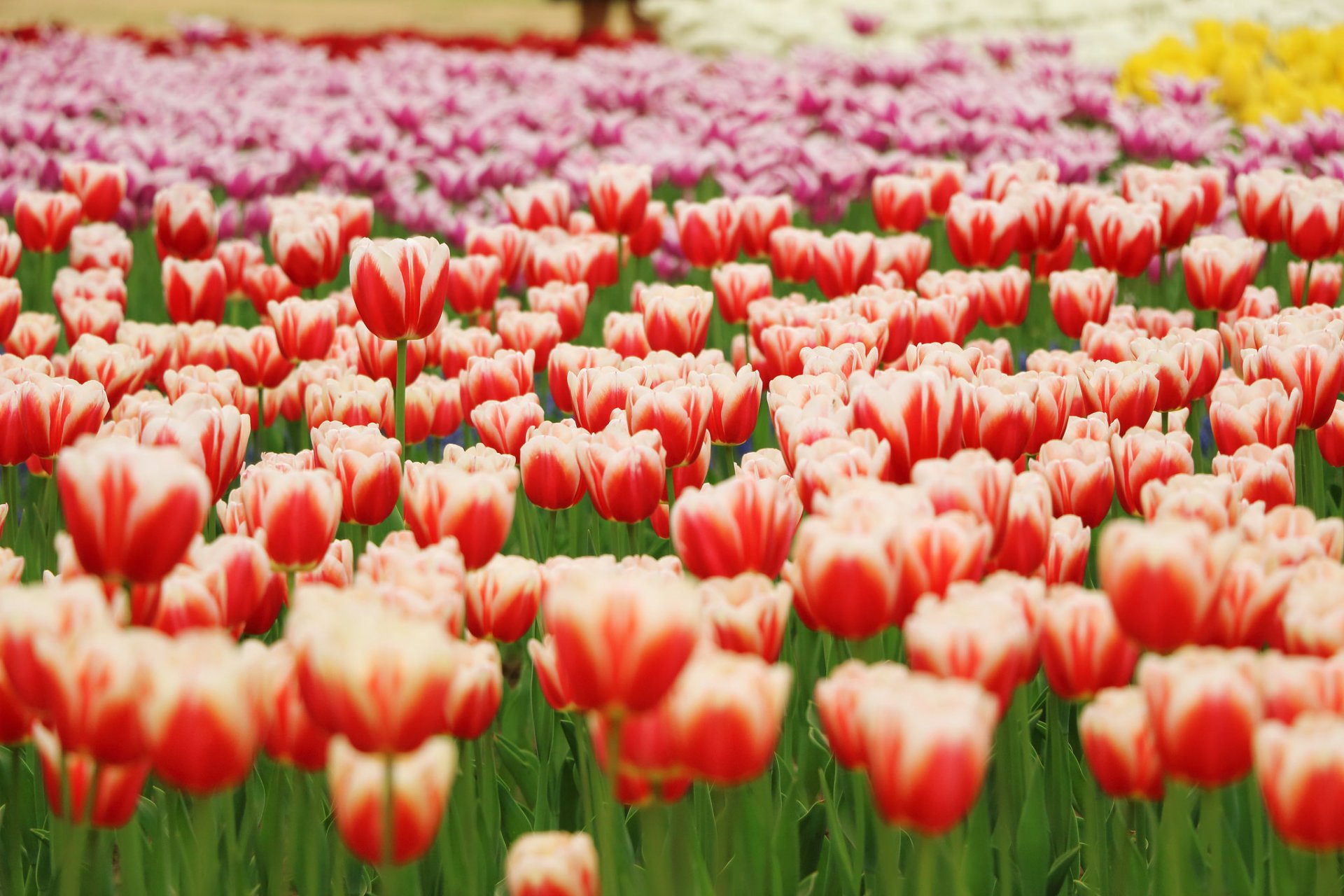 parque tulipanes rojo naranja amarillo pétalos flores desenfoque