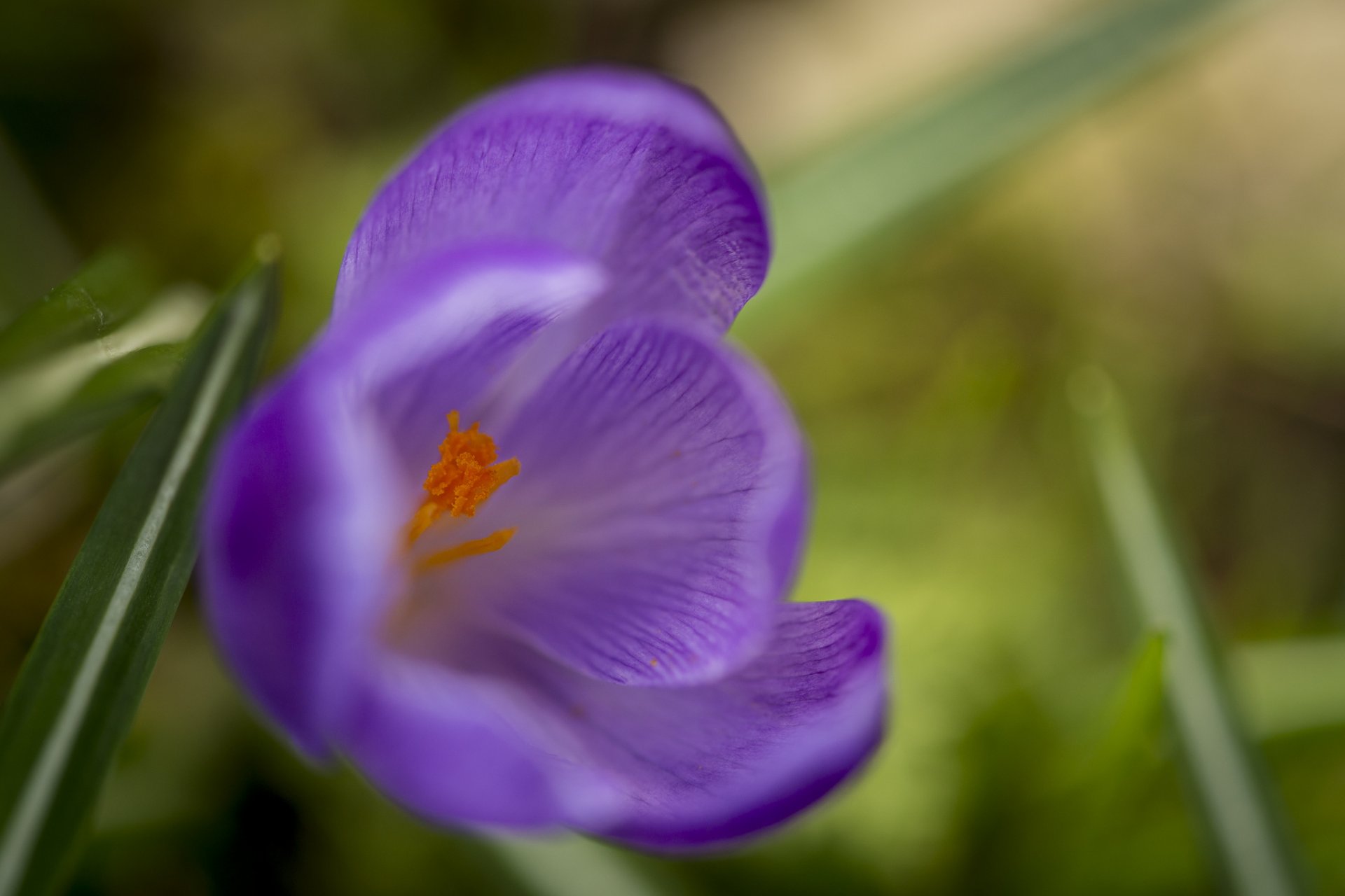 croco fiore viola macro primavera erba fioritura