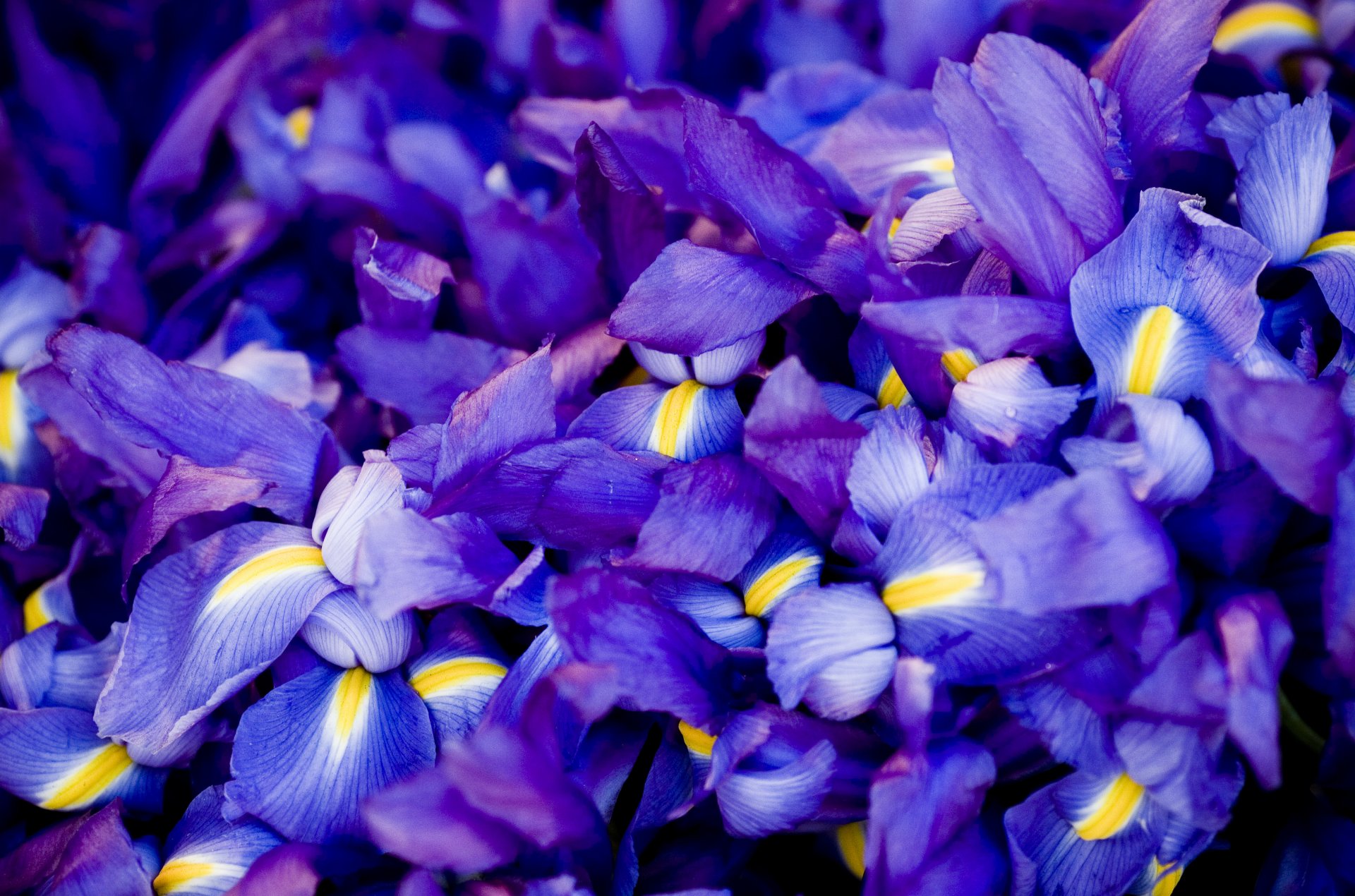flores mucho iris azul lila
