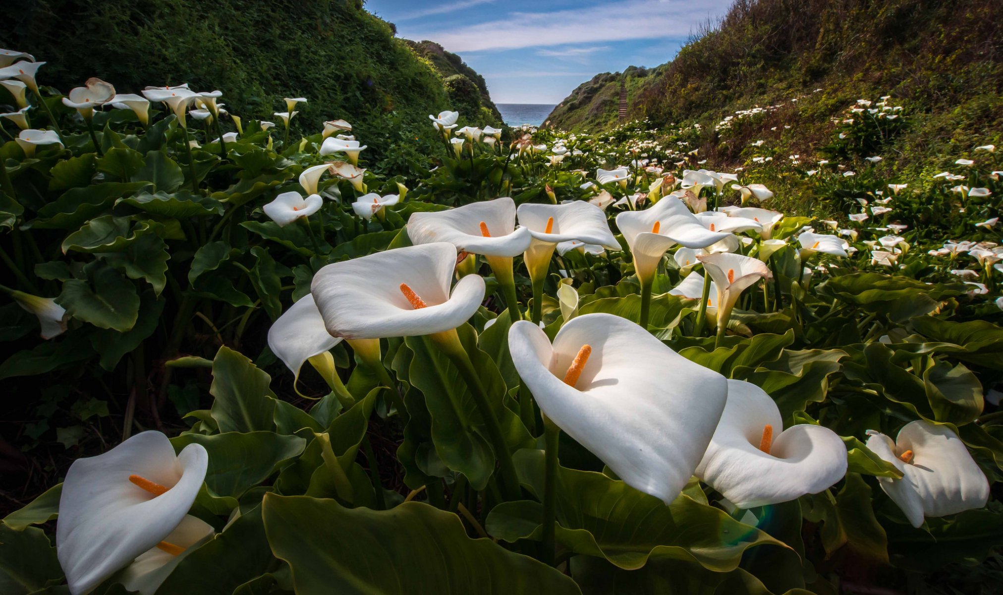 ky mountain sea flower calla
