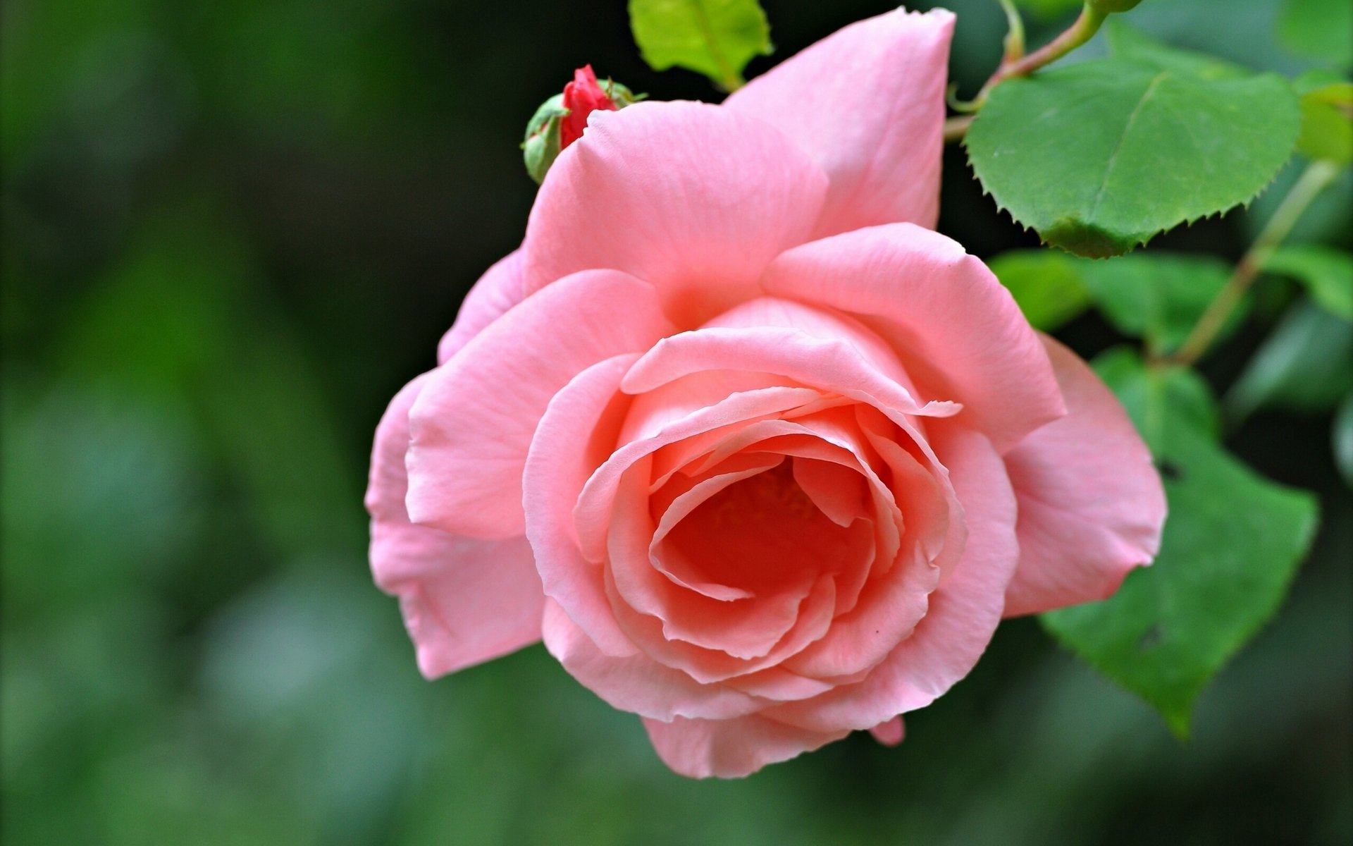 rosa bocciolo petali macro