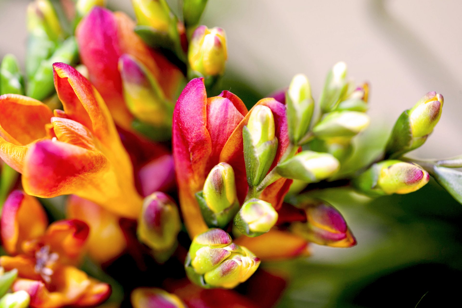 mills flower close up bouquet