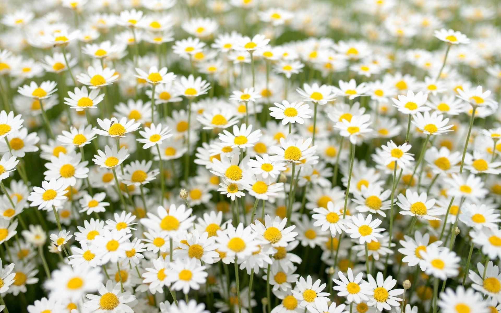 chamomile meadow sun