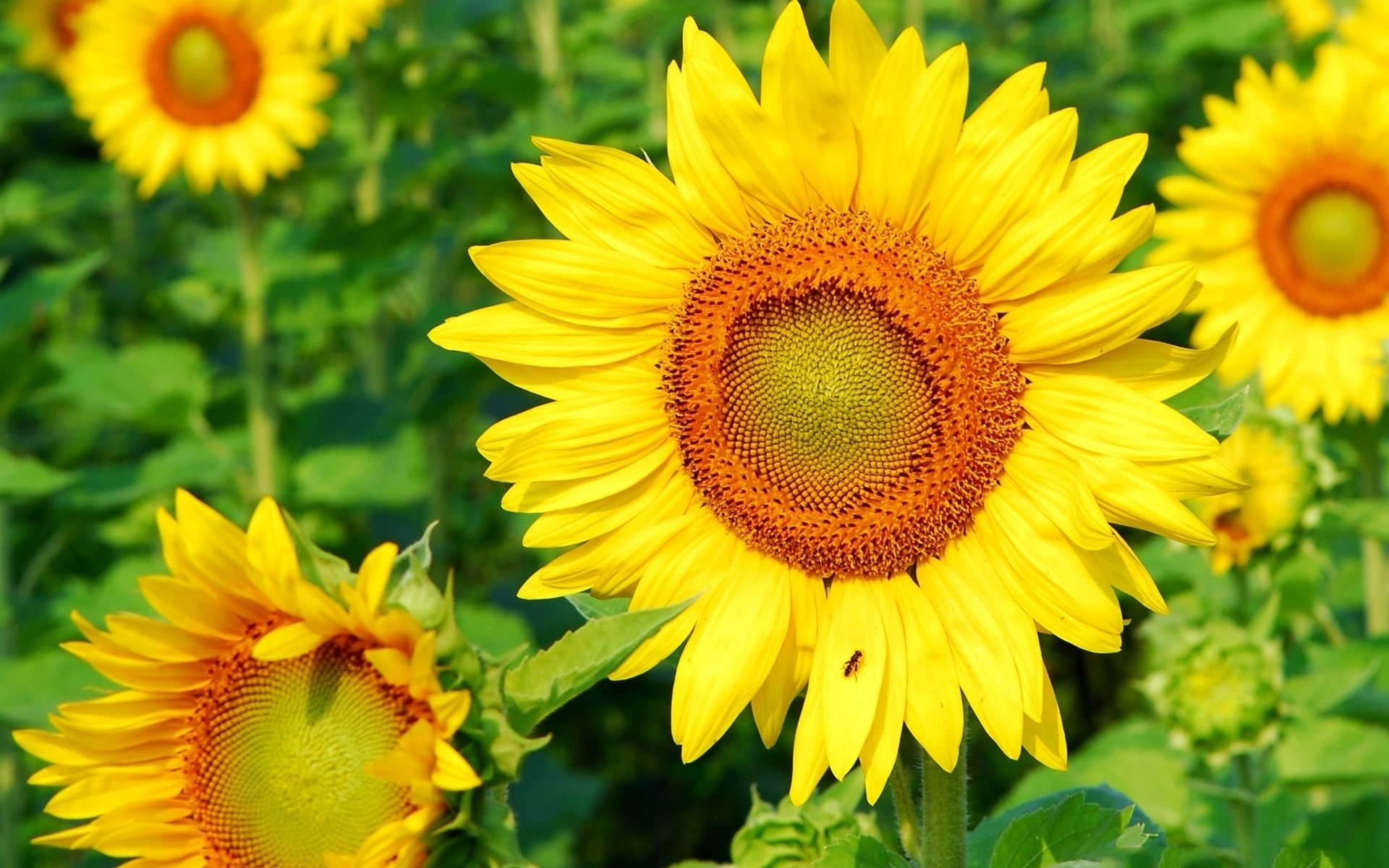 tournesol été papier peint feuilles verdure