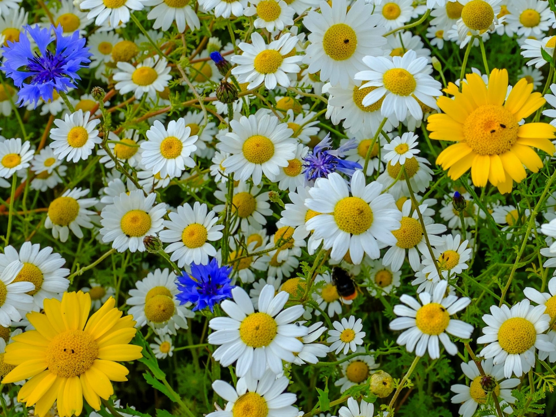 chamomile cornflowers bumblebee meadow