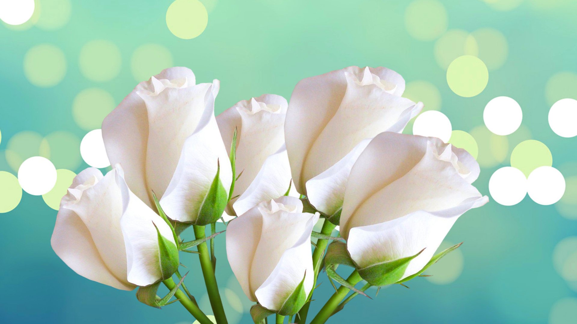 rose bouquet petali bagliore