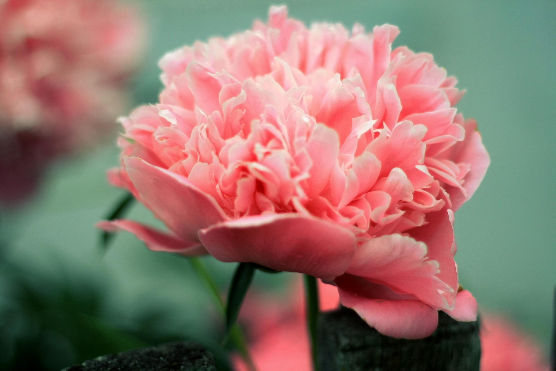 blumen pfingstrose rosa blume