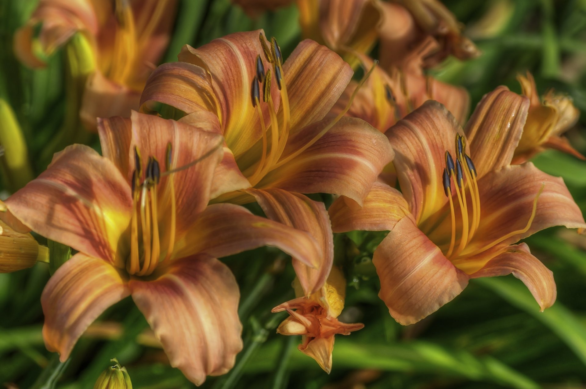 lilien blütenblätter makro
