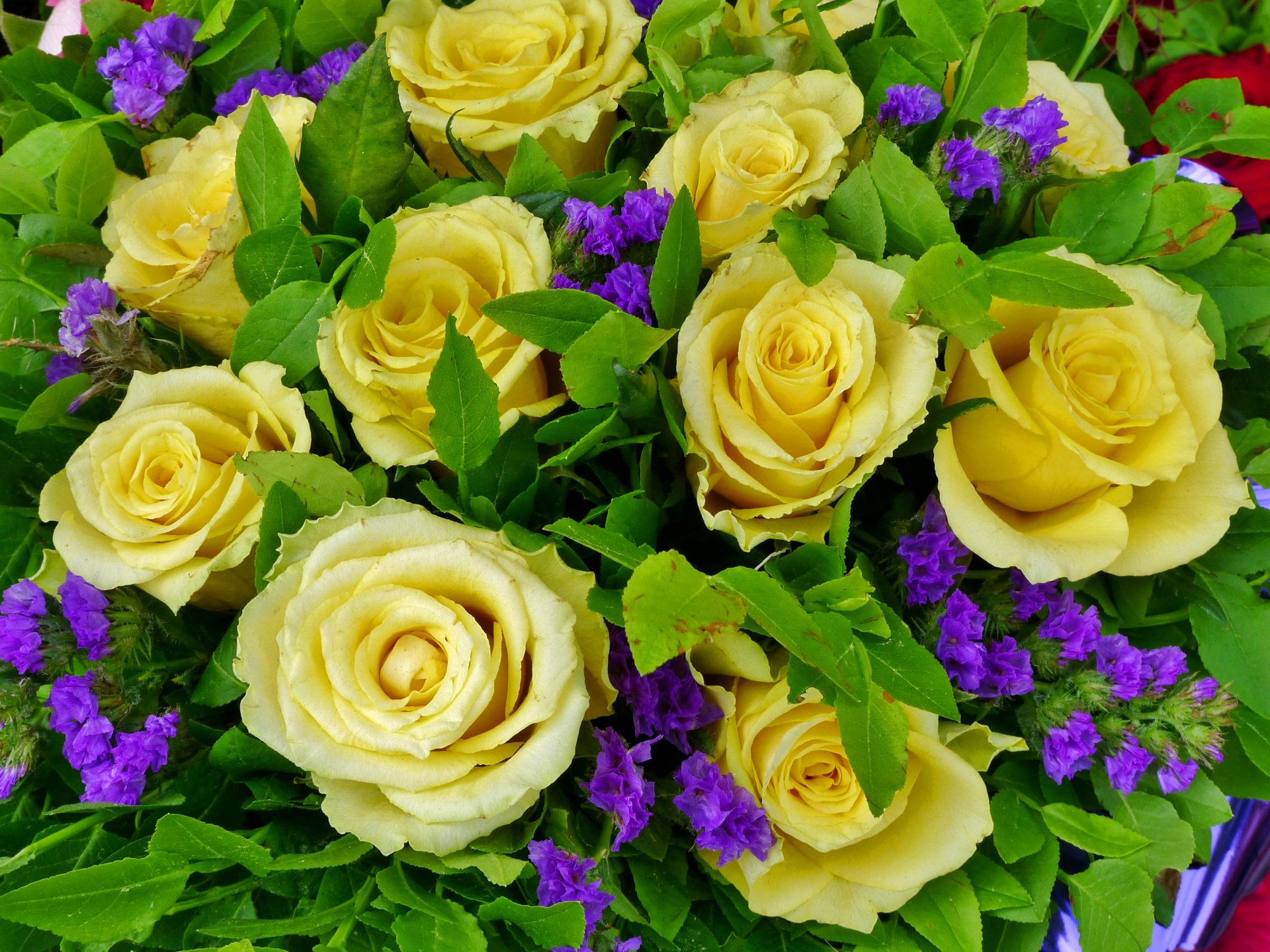 rose molti giallo fiori foto