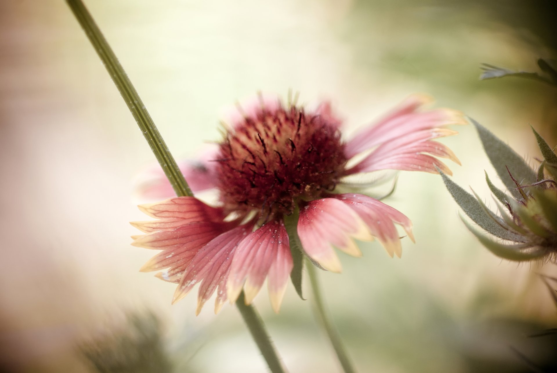 rudbeckia kwiat płatki bokeh tło