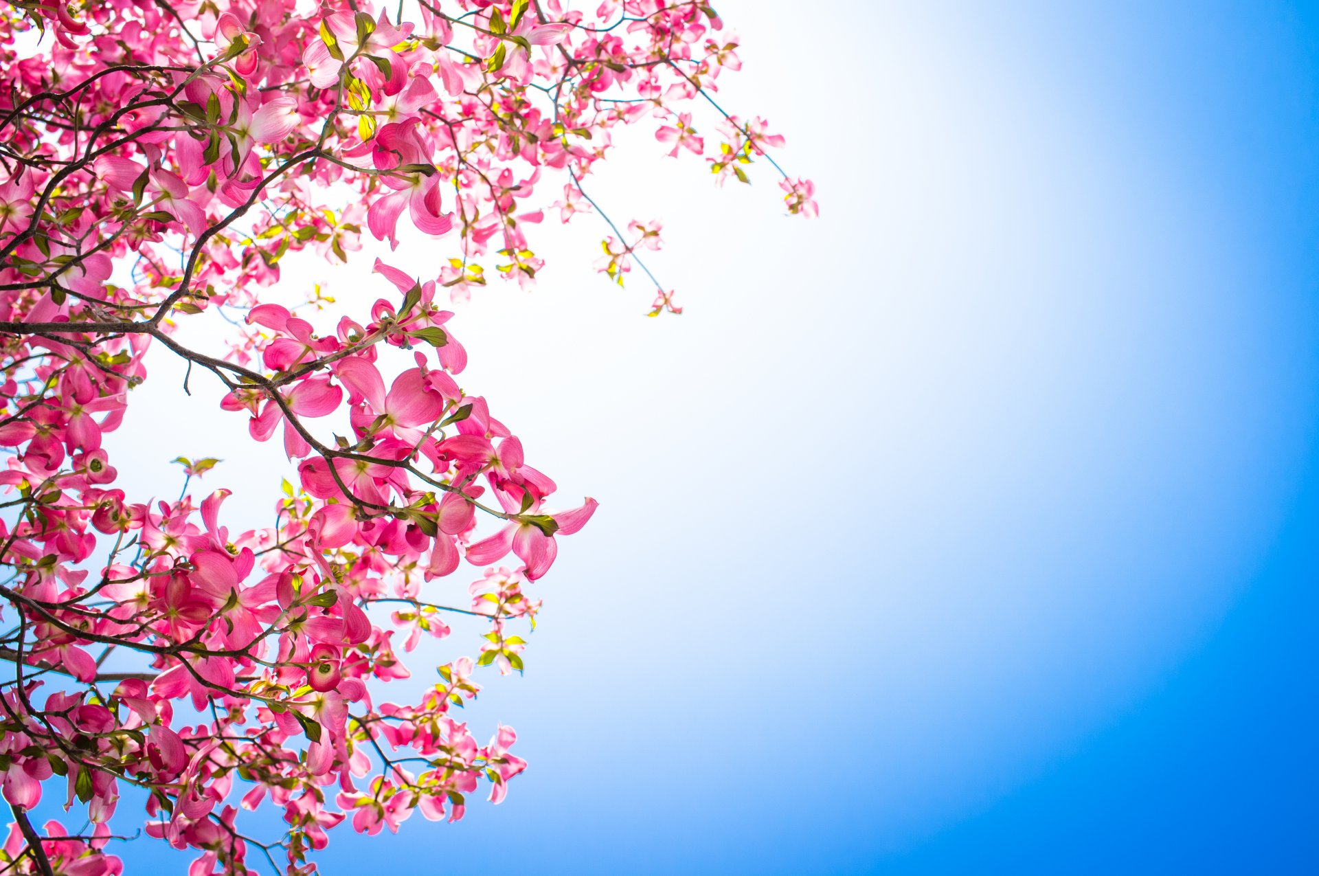 branches fleurs rose cornouiller fond