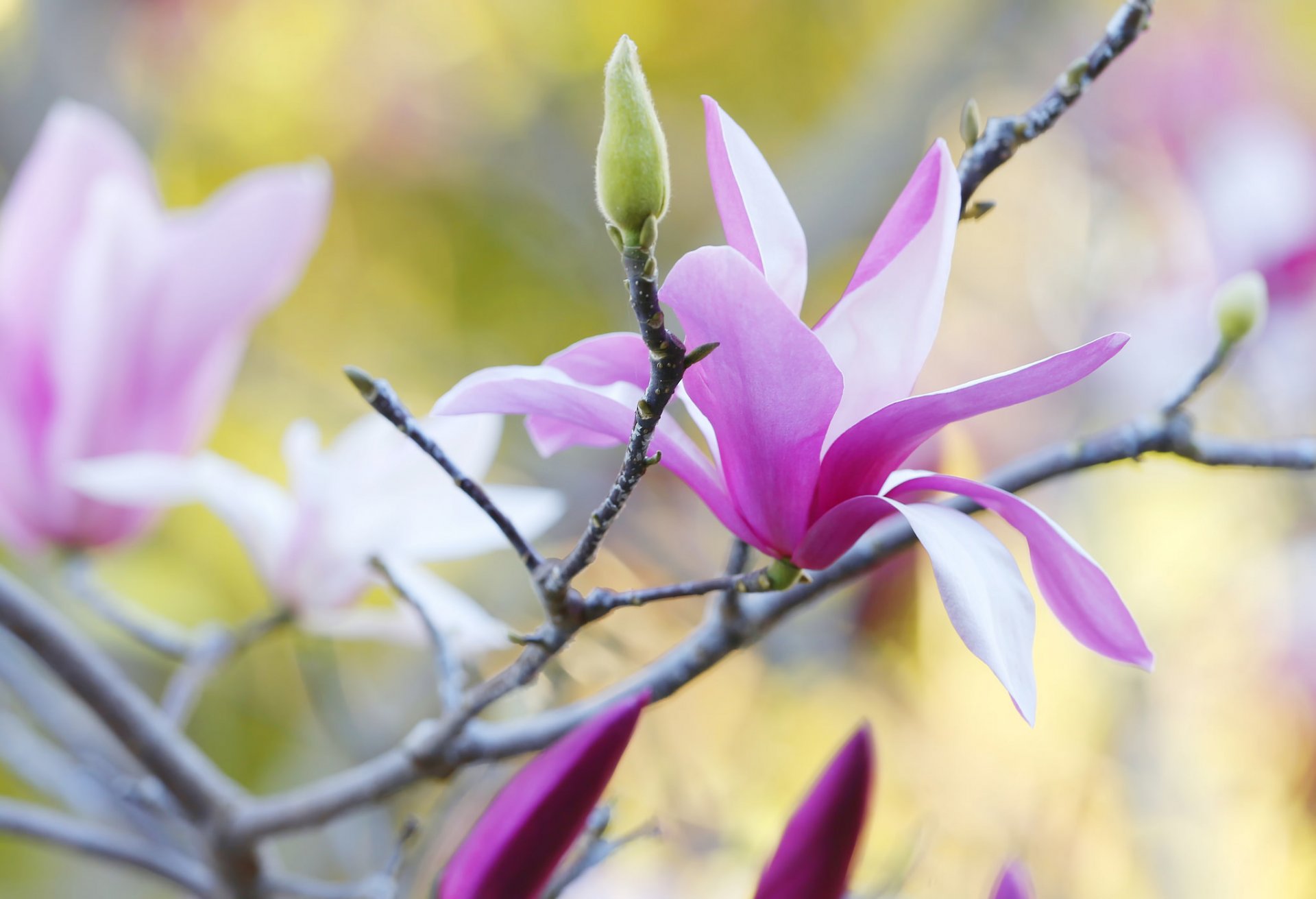 arbre branche magnolia pétales printemps nature