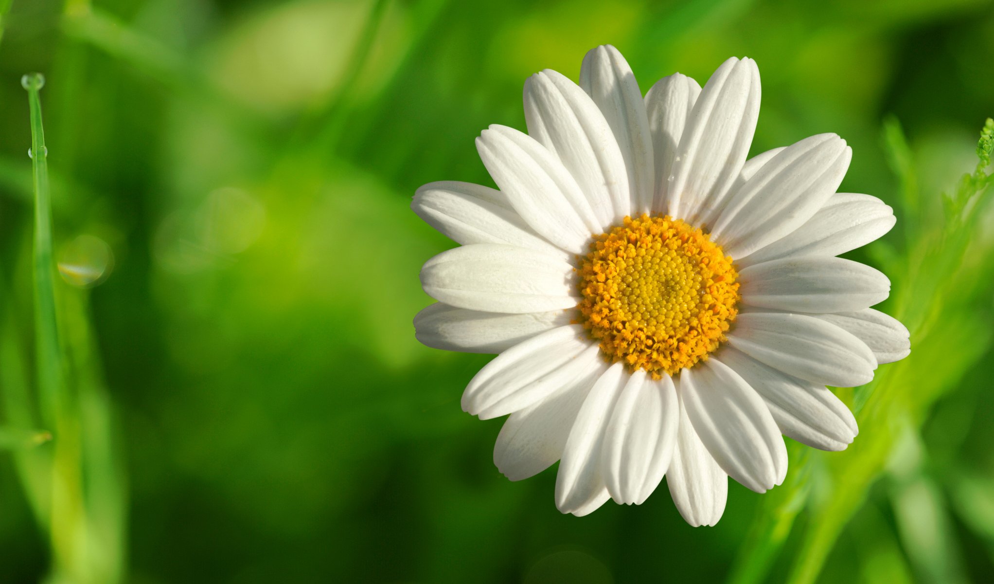 ummer flower daisy