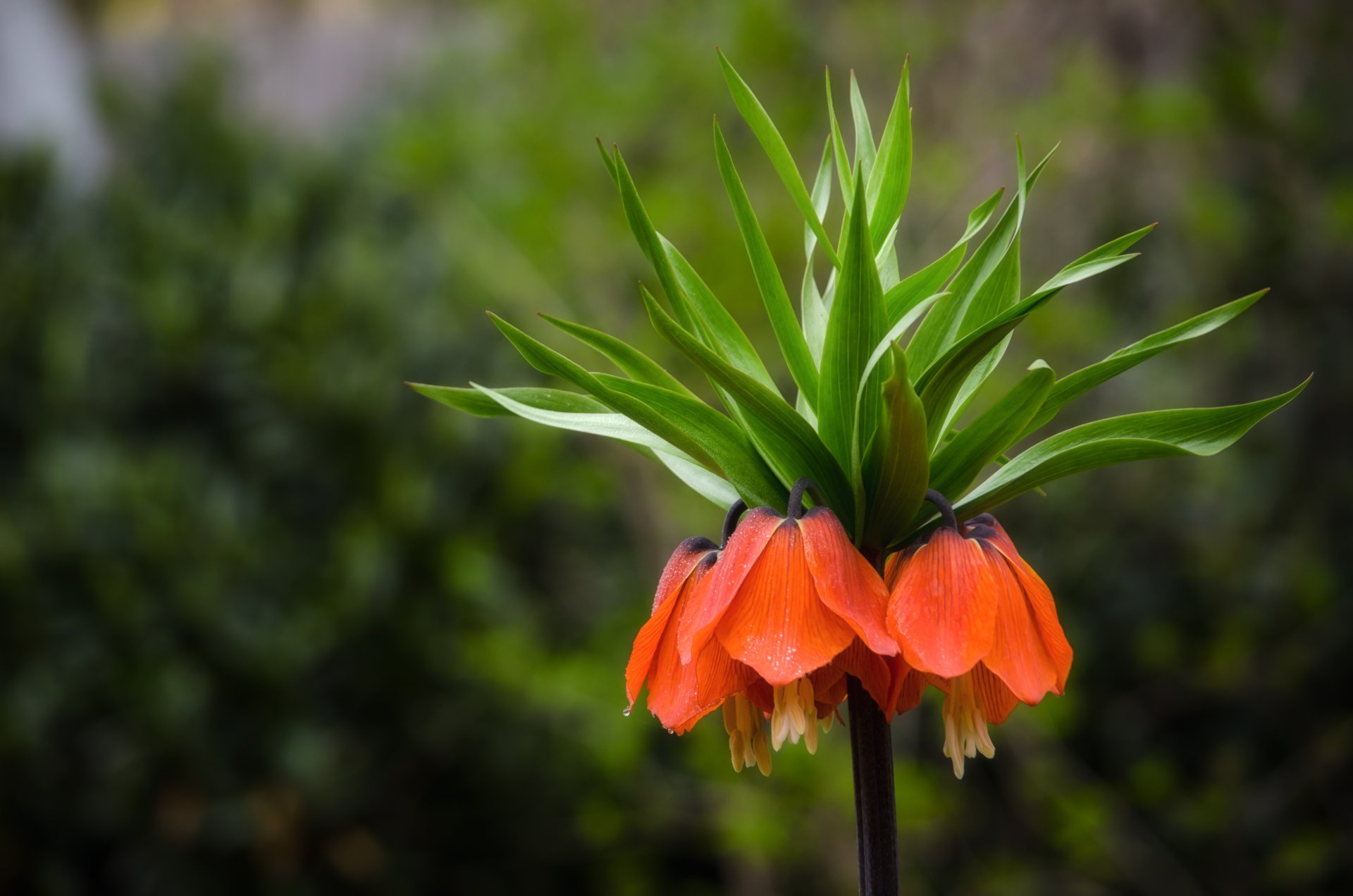 fritillaria imperialis flower field bells orange focu